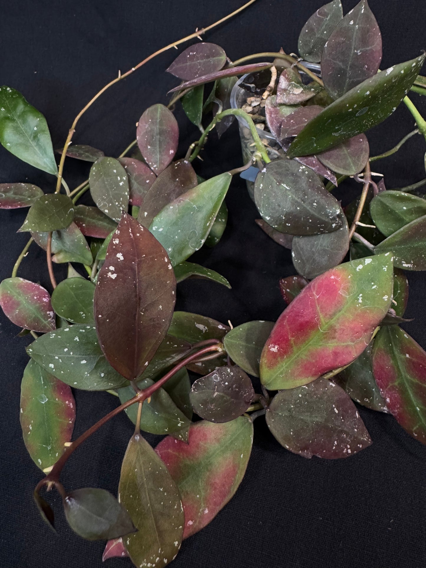 Hoya Walliniana UT152, nice red leaves under sun-stress, big plant