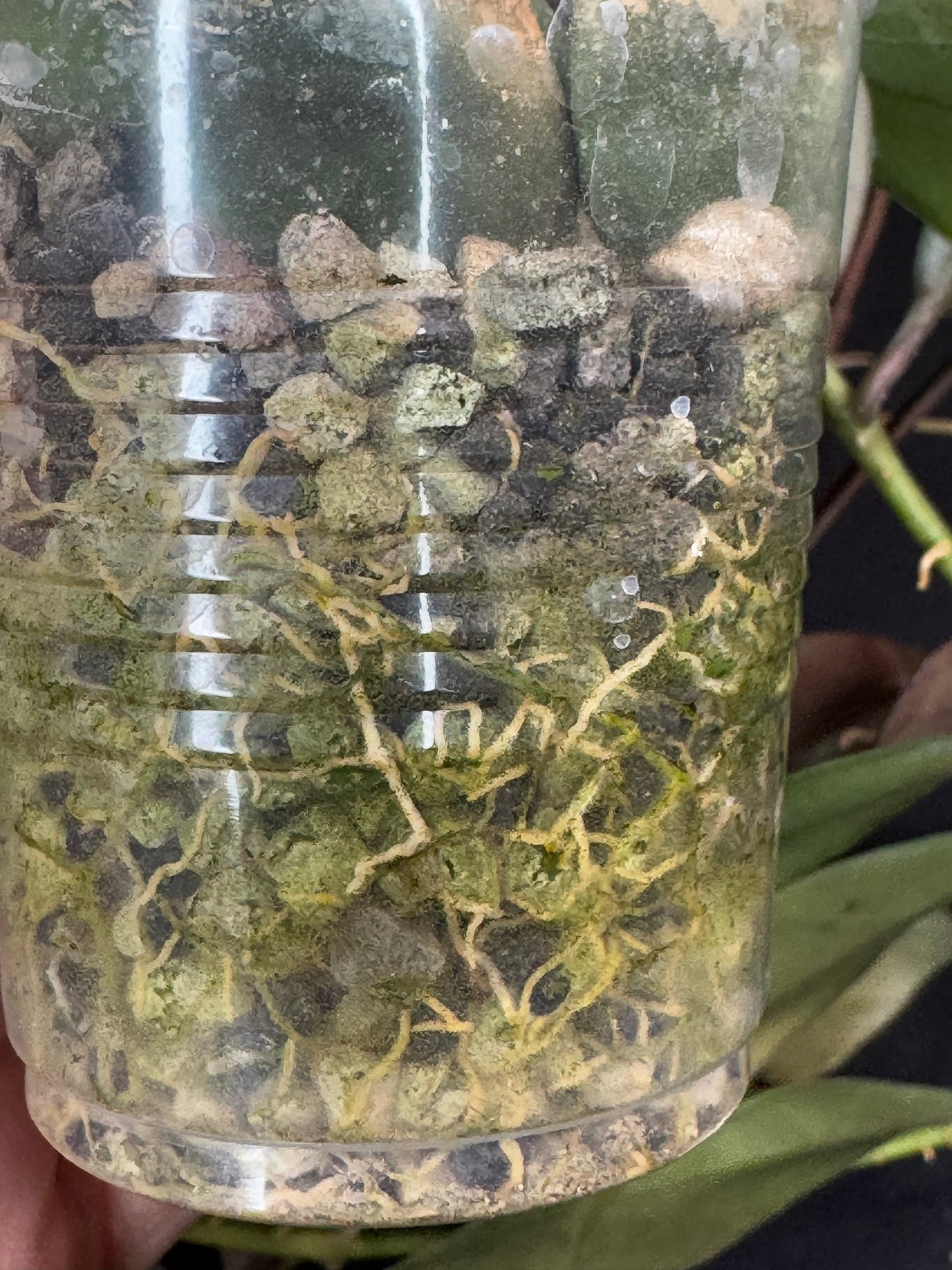 Hoya Walliniana UT152, nice red leaves under sun-stress, big plant