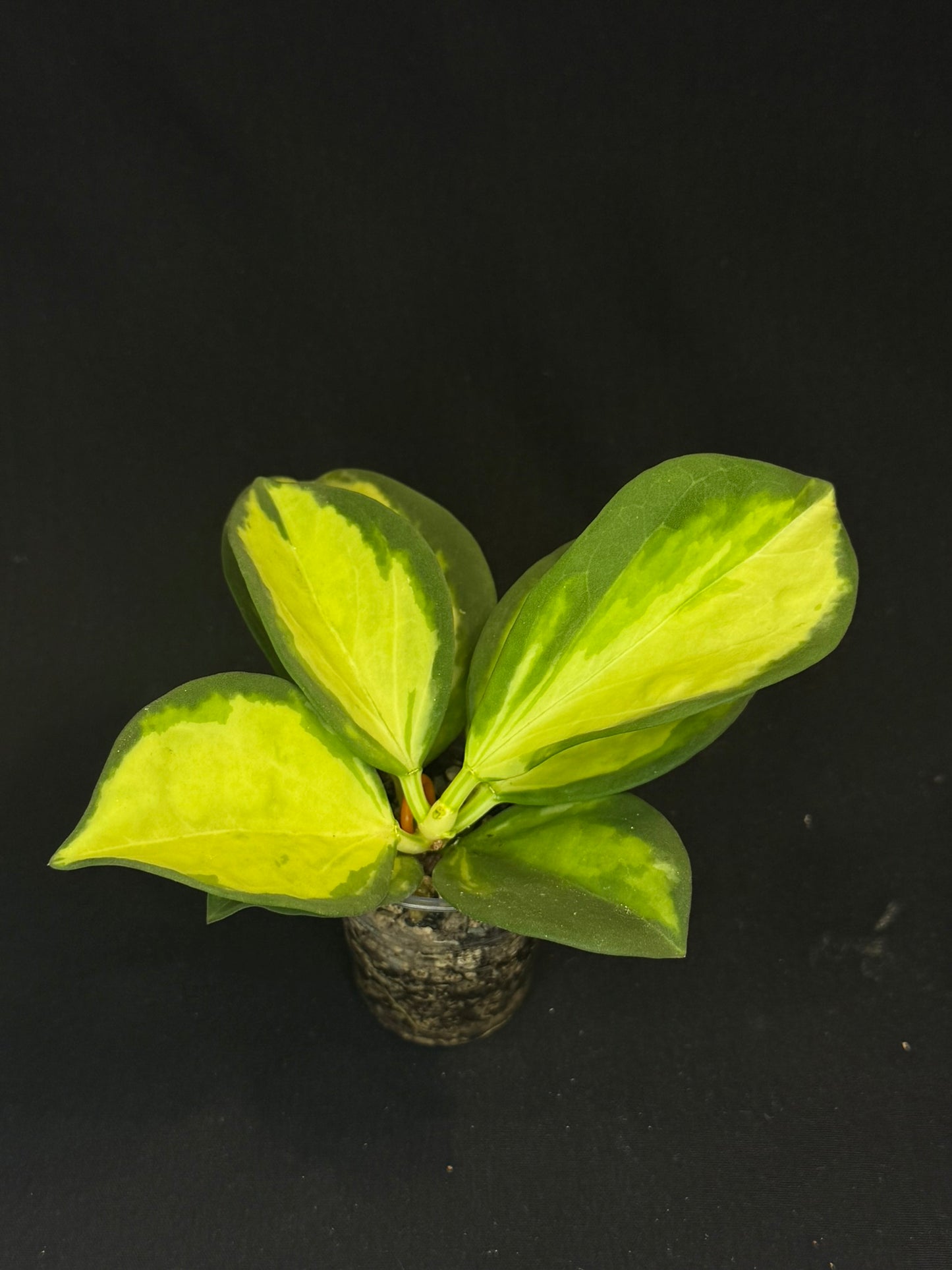 Hoya pachyclada variegata (inner), nice variegation