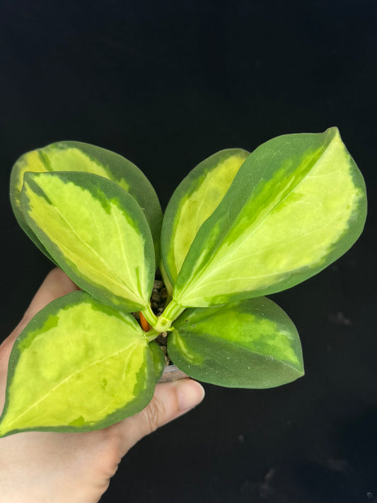Hoya pachyclada variegata (inner), nice variegation