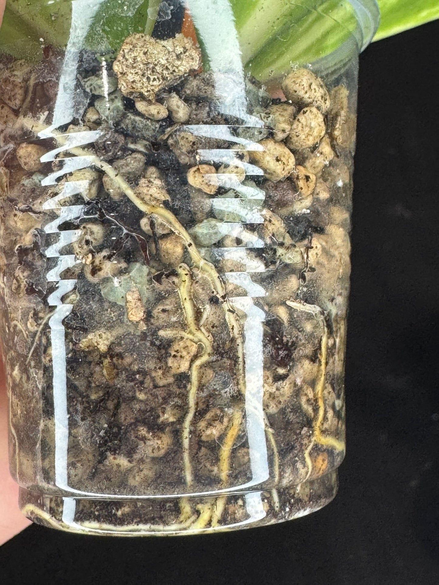 Hoya pachyclada variegata (inner), nice variegation