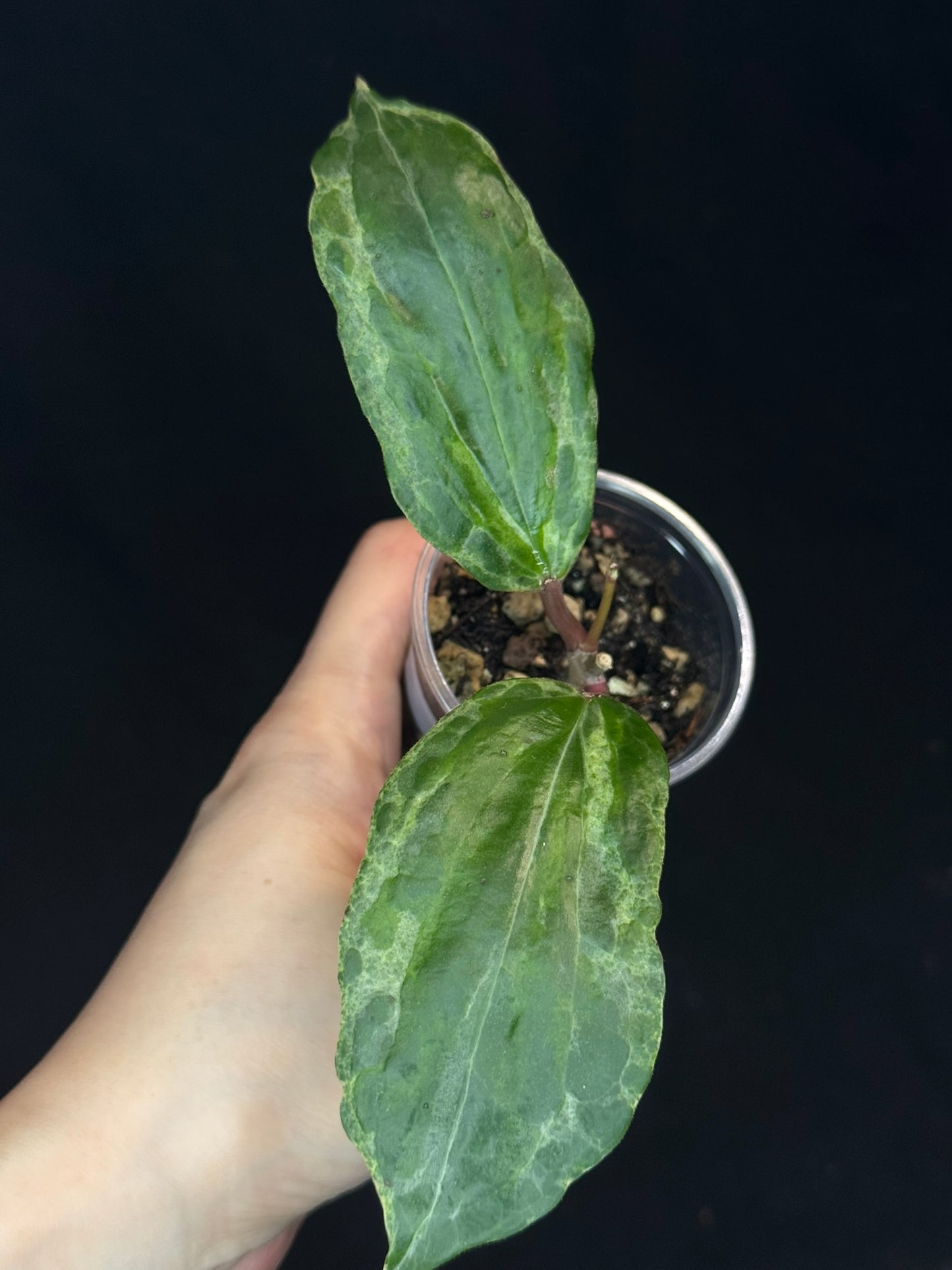 UNICORN🦄! Hoya crocodile (#1), nice variegation color, new growth, super rare (Upgrade Shipping is recommended)