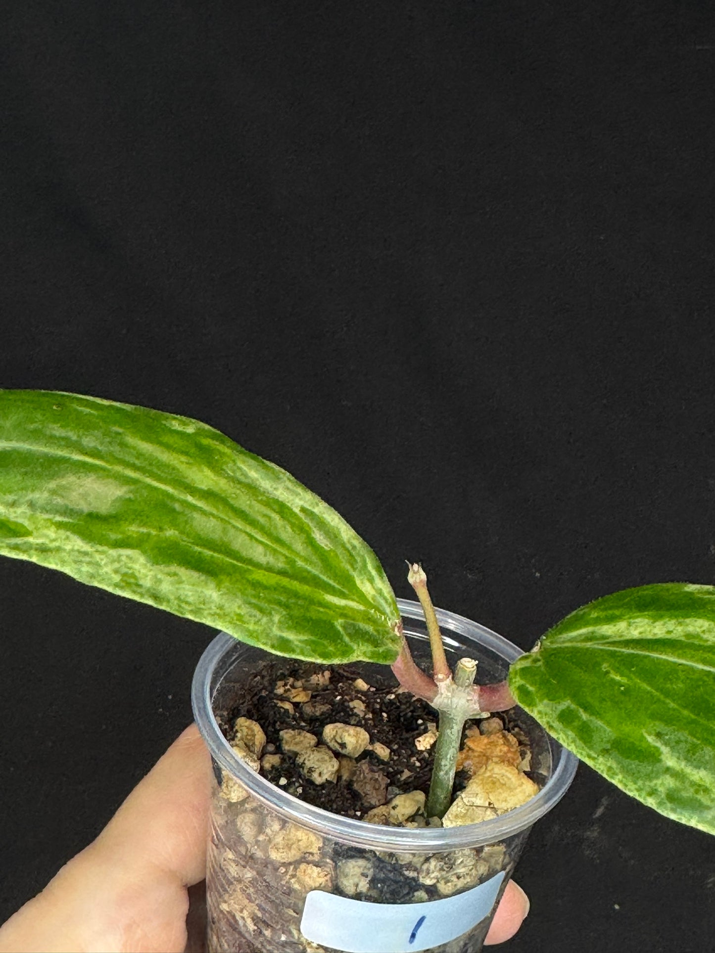 UNICORN🦄! Hoya crocodile (#1), nice variegation color, new growth, super rare (Upgrade Shipping is recommended)