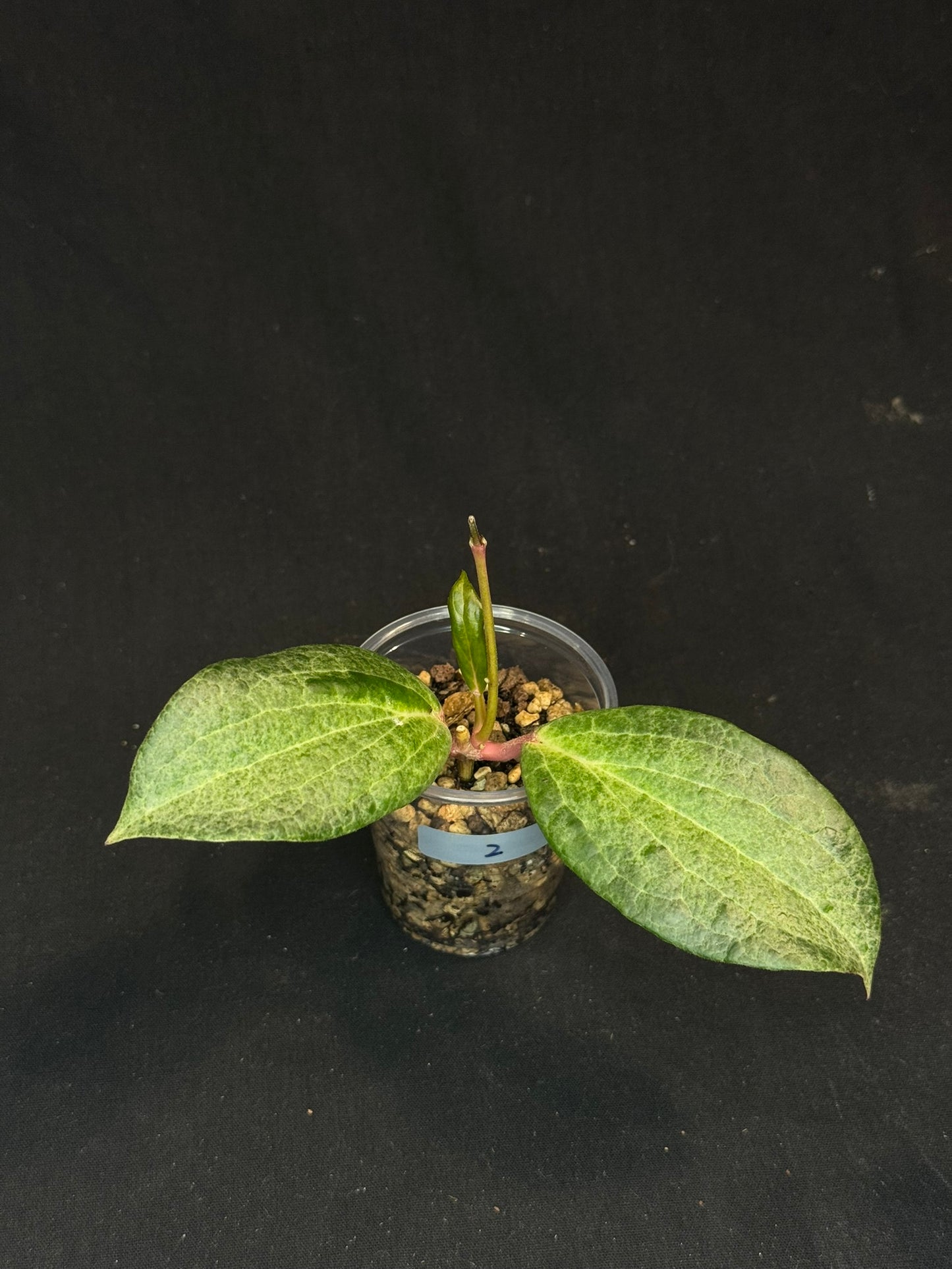 UNICORN🦄! Hoya crocodile (#2), nice variegation color, new growth, super rare (Upgrade Shipping is recommended)