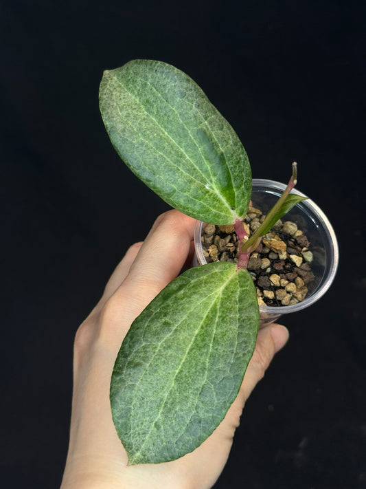 UNICORN🦄! Hoya crocodile (#2), nice variegation color, new growth, super rare (Upgrade Shipping is recommended)