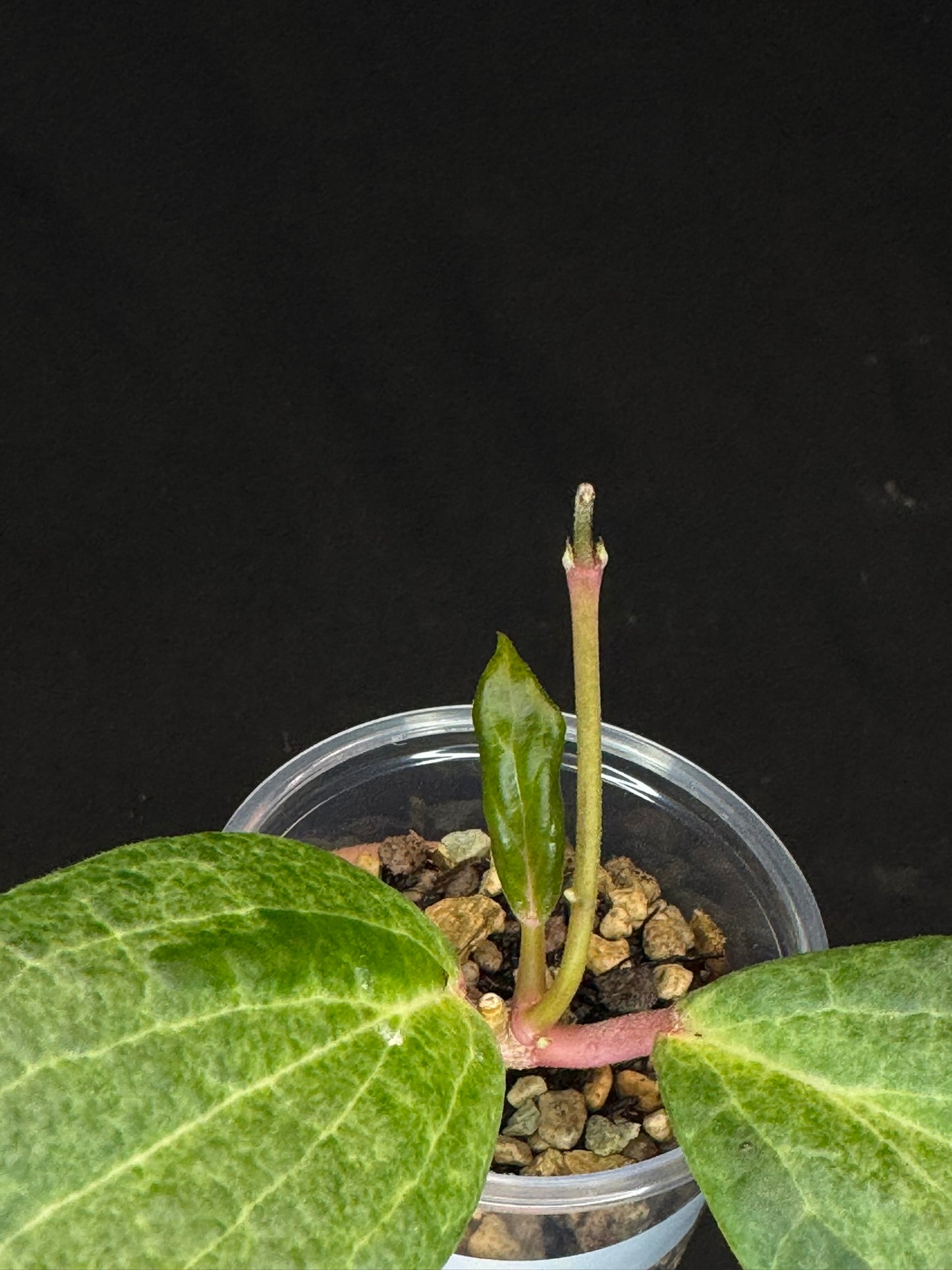 UNICORN🦄! Hoya crocodile (#2), nice variegation color, new growth, super rare (Upgrade Shipping is recommended)