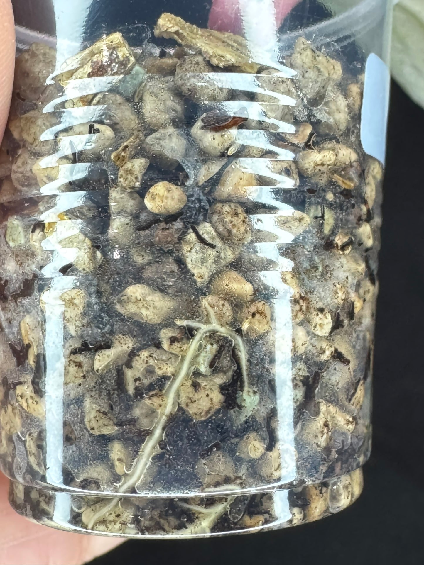 UNICORN🦄! Hoya crocodile (#2), nice variegation color, new growth, super rare (Upgrade Shipping is recommended)