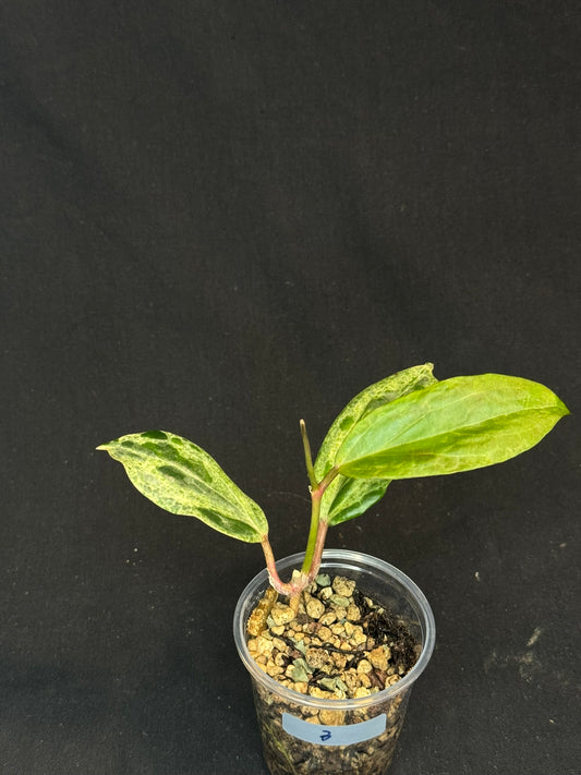 UNICORN🦄! Hoya crocodile (#3), nice variegation color, new growth, super rare (Upgrade Shipping is recommended)