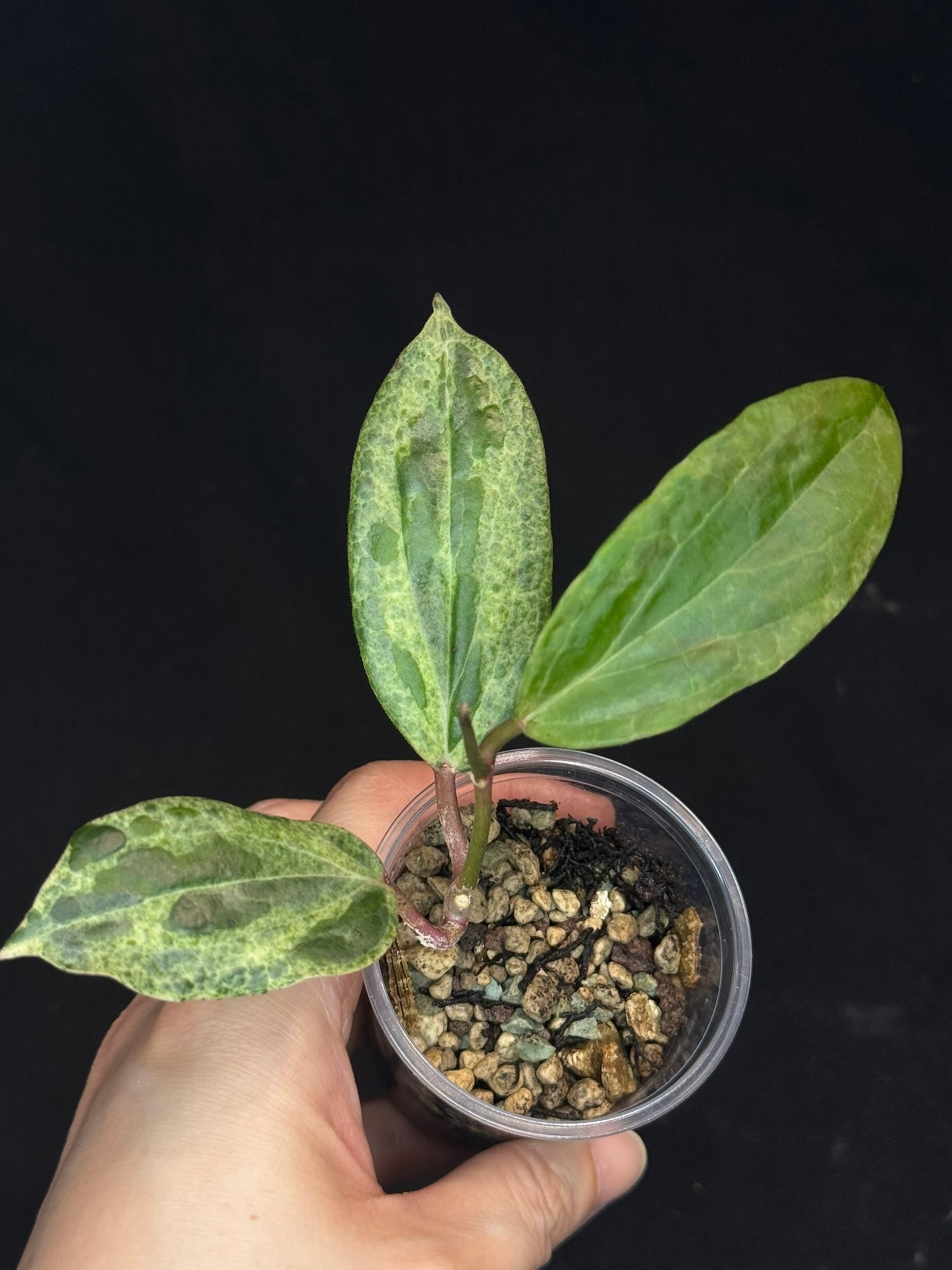 UNICORN🦄! Hoya crocodile (#3), nice variegation color, new growth, super rare (Upgrade Shipping is recommended)