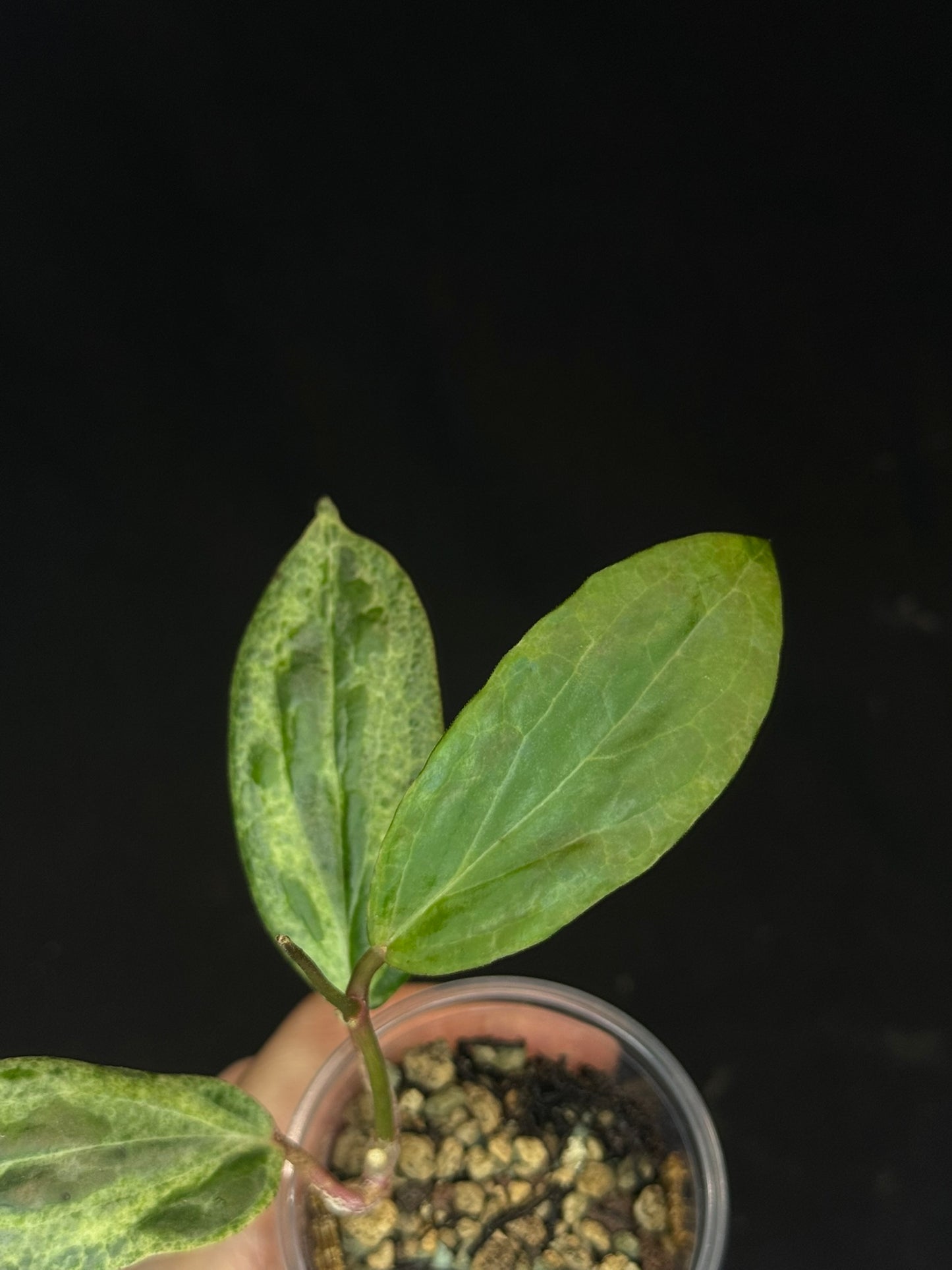 UNICORN🦄! Hoya crocodile (#3), nice variegation color, new growth, super rare (Upgrade Shipping is recommended)