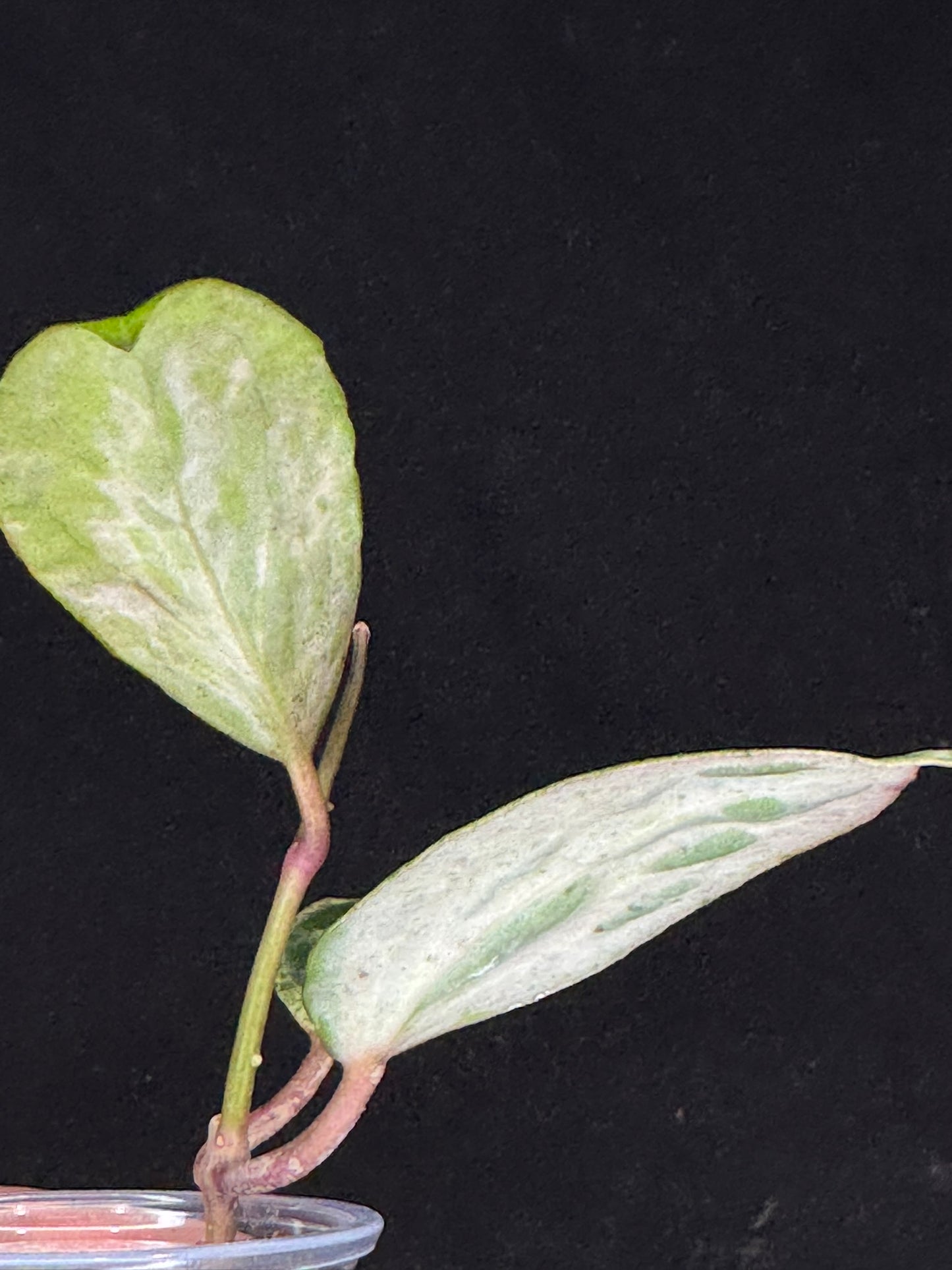 UNICORN🦄! Hoya crocodile (#3), nice variegation color, new growth, super rare (Upgrade Shipping is recommended)