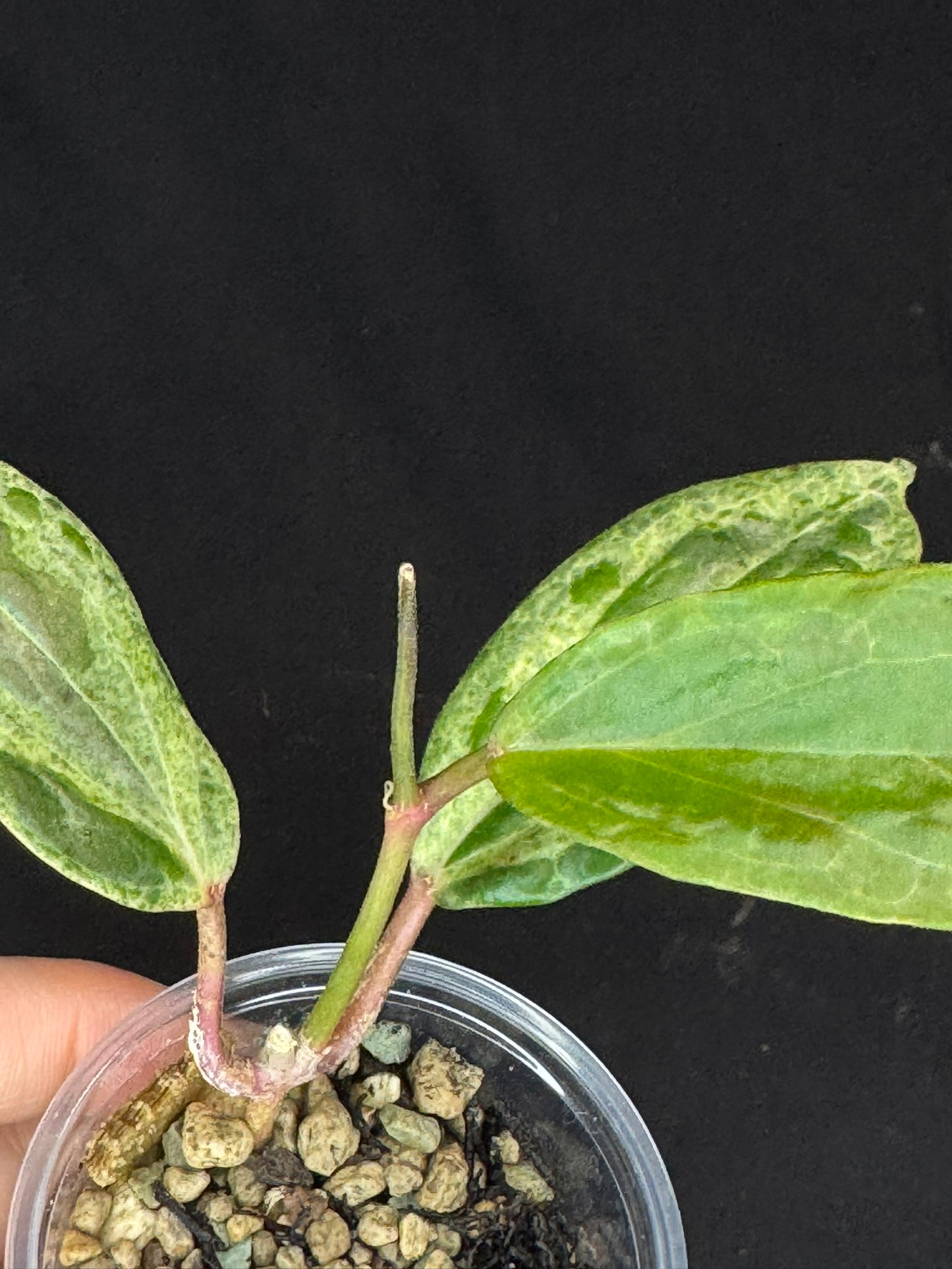 UNICORN🦄! Hoya crocodile (#3), nice variegation color, new growth, super rare (Upgrade Shipping is recommended)