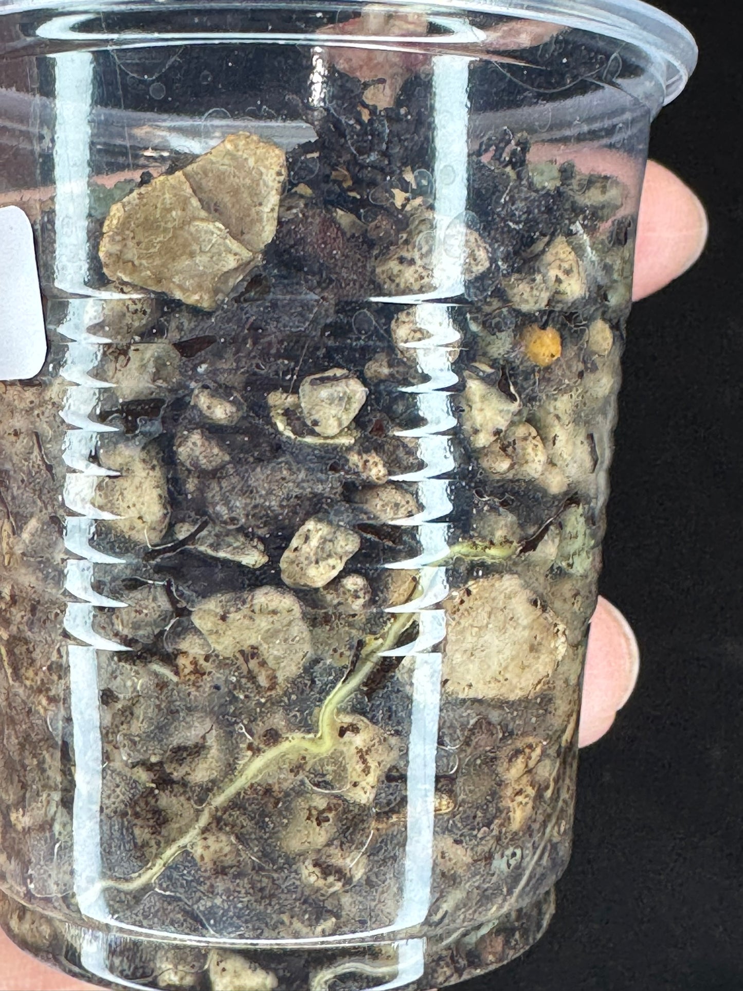 UNICORN🦄! Hoya crocodile (#3), nice variegation color, new growth, super rare (Upgrade Shipping is recommended)