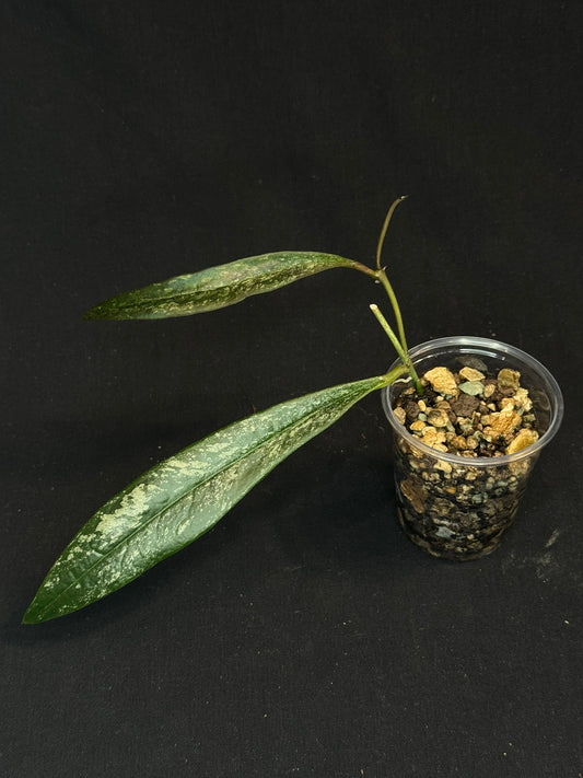 UNICORN🦄! Hoya Sulawesiana silver/splash, actively growing, rare