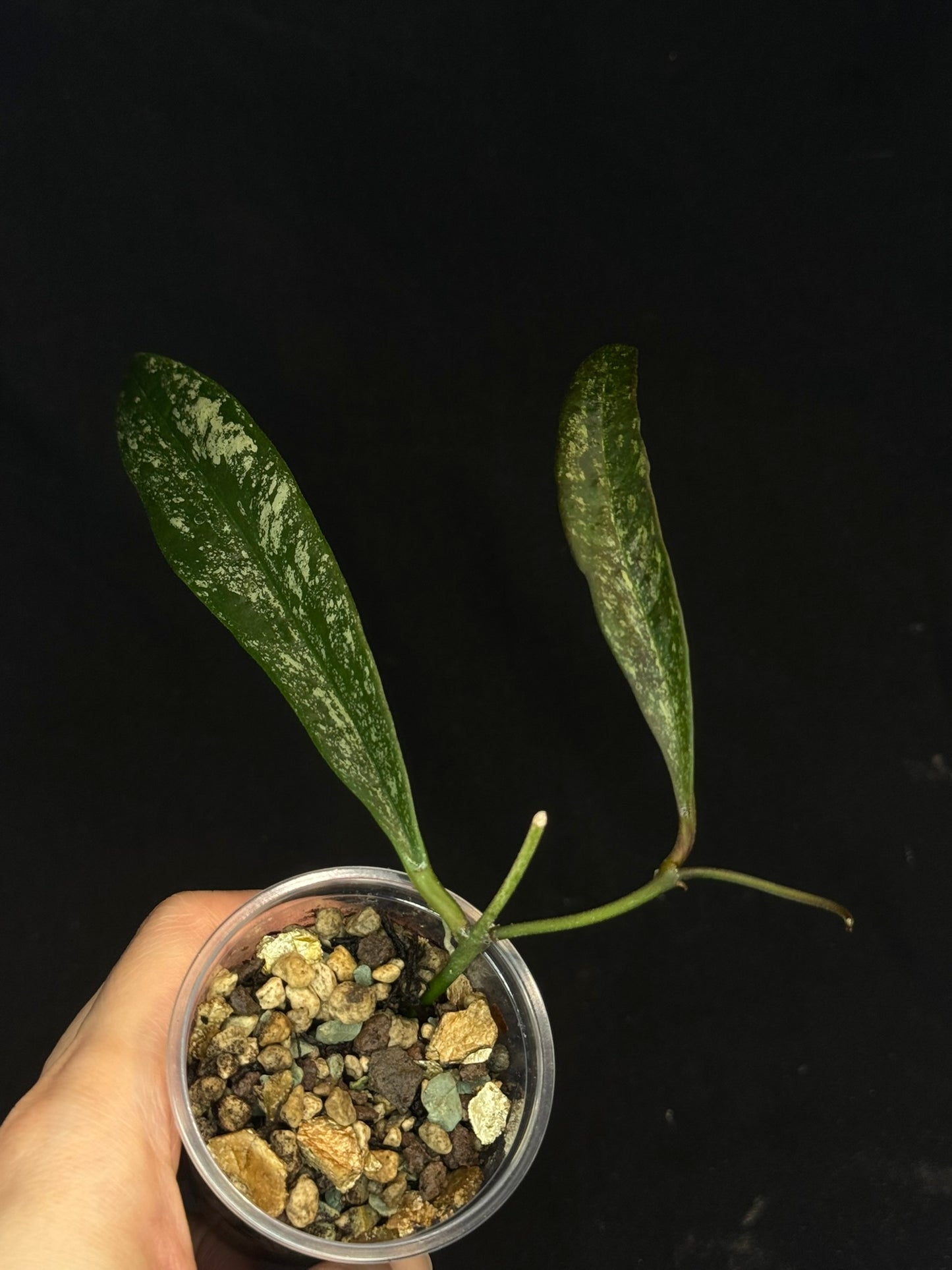 UNICORN🦄! Hoya Sulawesiana silver/splash, actively growing, rare