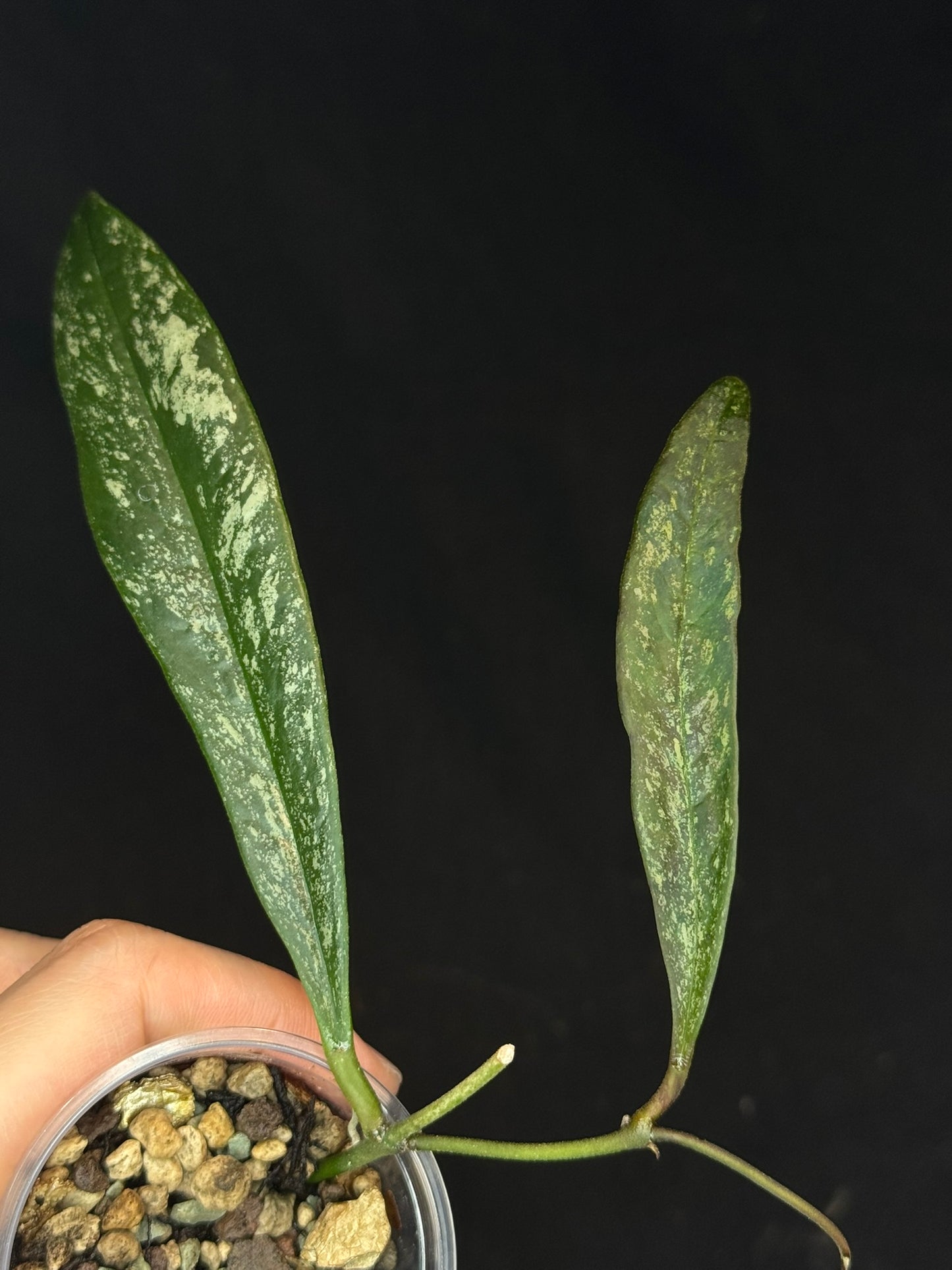 UNICORN🦄! Hoya Sulawesiana silver/splash, actively growing, rare