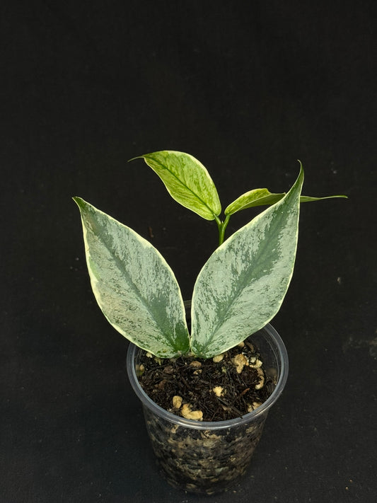 UNICORN🦄! Hoya polyneura ice queen, perfect silvery leaves, super rare (Upgrade Shipping is suggested)