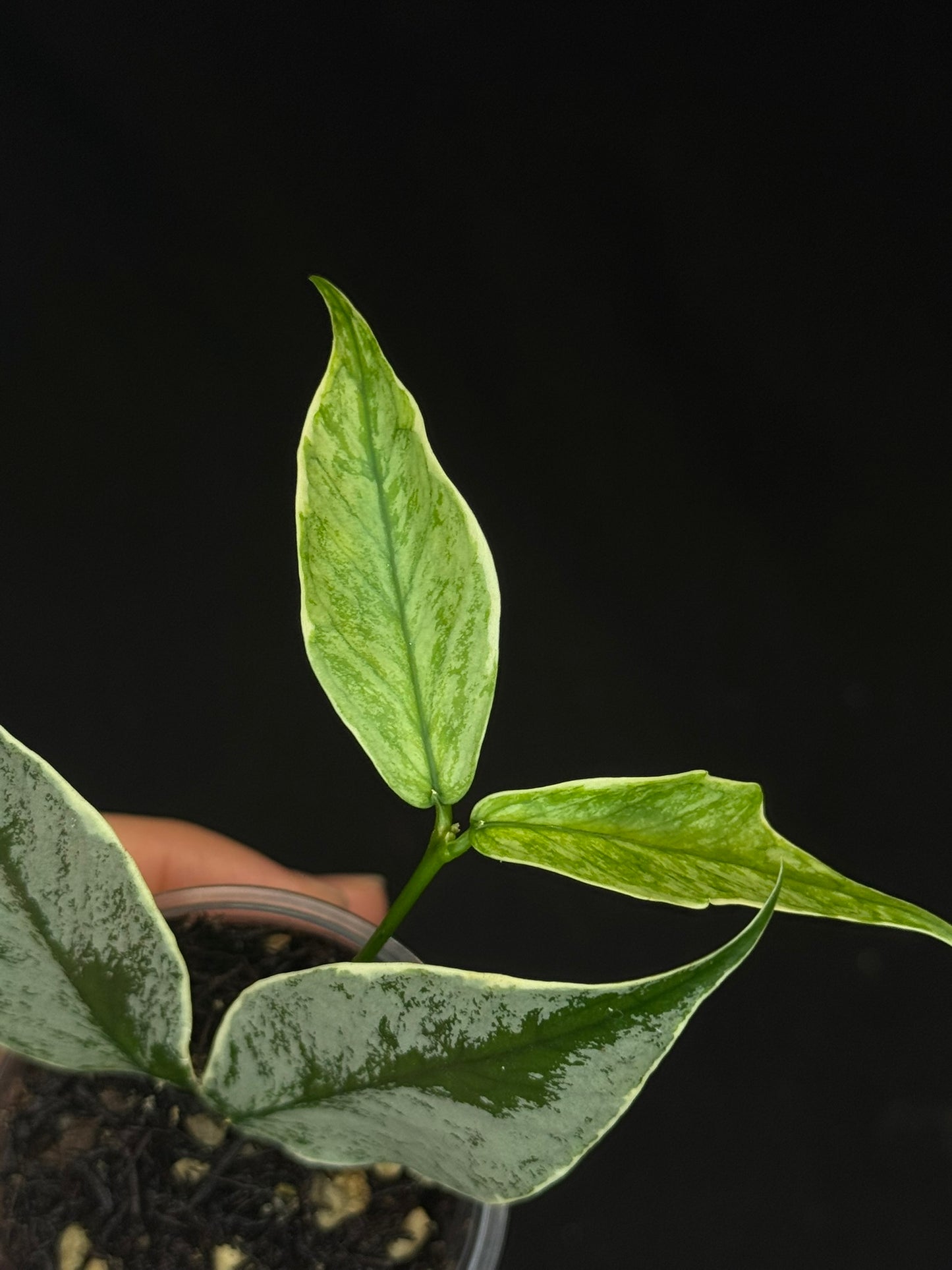 UNICORN🦄! Hoya polyneura ice queen, perfect silvery leaves, super rare (Upgrade Shipping is suggested)
