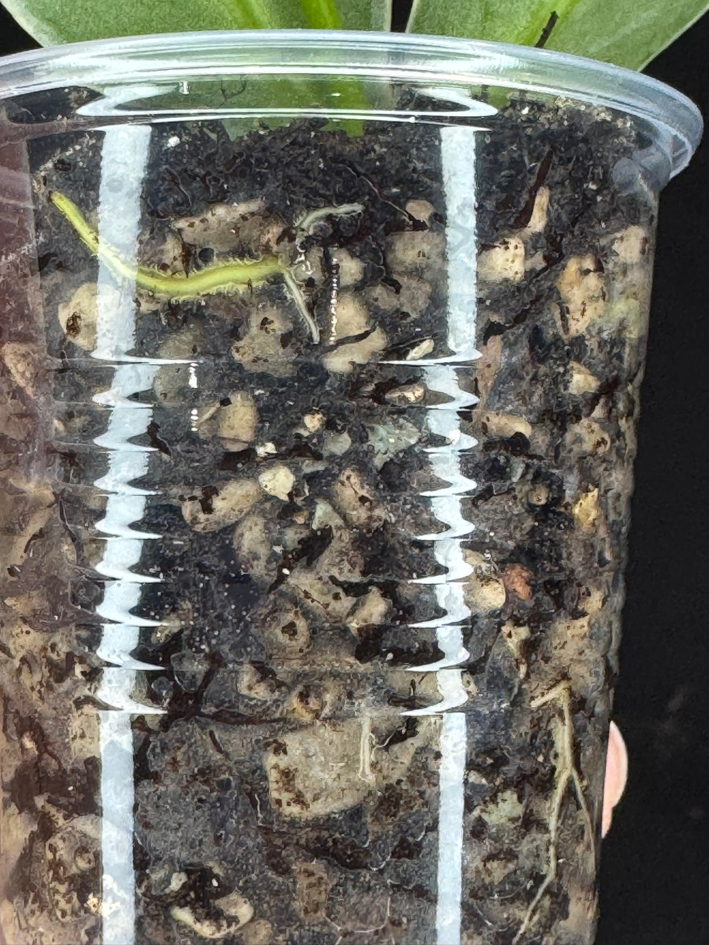 UNICORN🦄! Hoya polyneura ice queen, perfect silvery leaves, super rare (Upgrade Shipping is suggested)