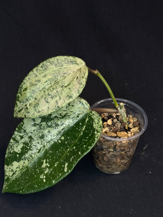 UNICORN🦄! Hoya latifolia ‘MRH’, nice silvery leaves, super rare (Upgrade Shipping is recommended)