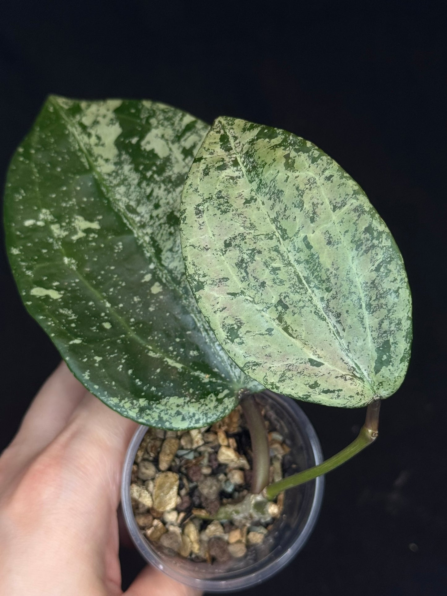 UNICORN🦄! Hoya latifolia ‘MRH’, nice silvery leaves, super rare (Upgrade Shipping is recommended)