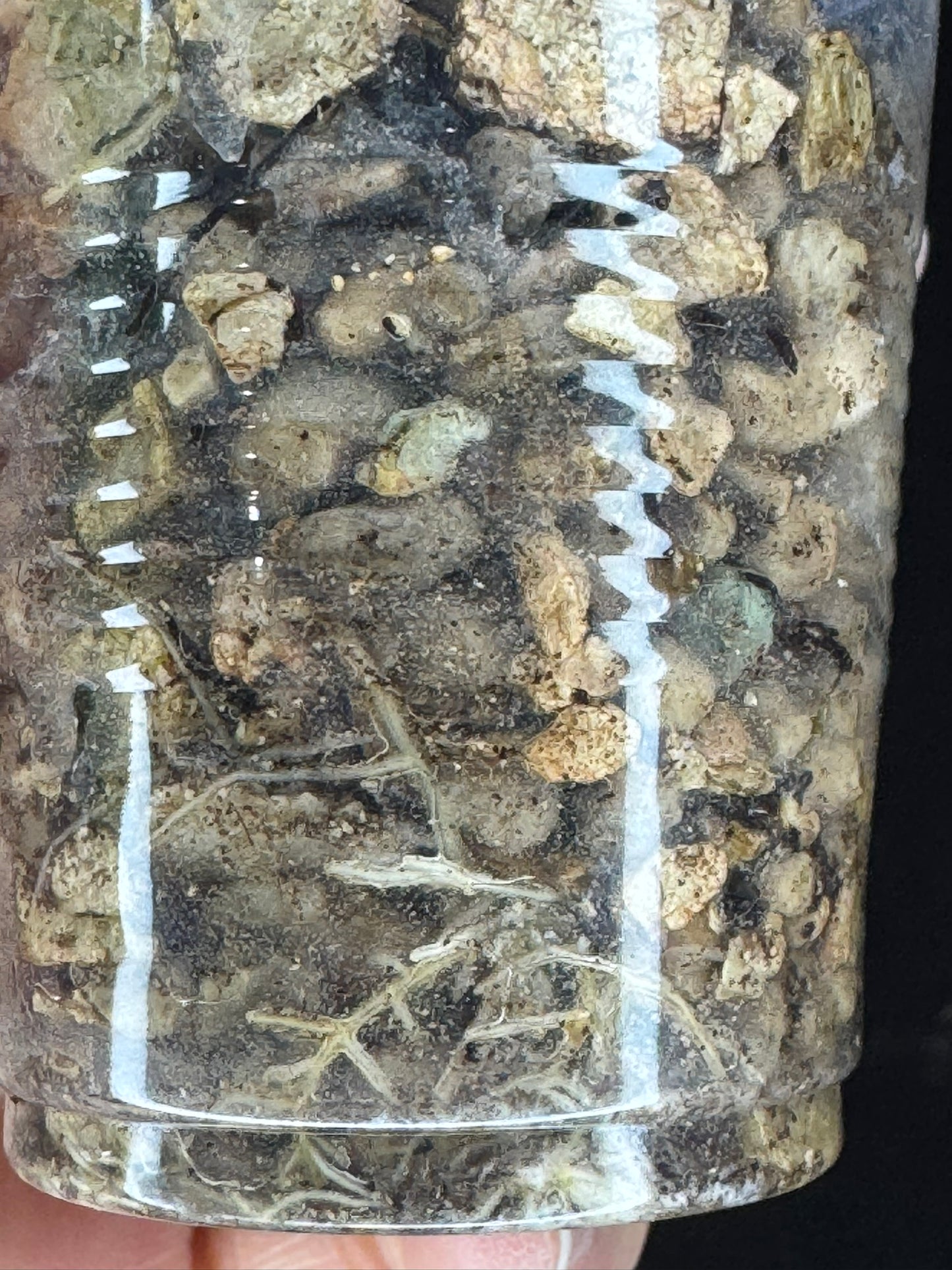 UNICORN🦄! Hoya latifolia ‘MRH’, nice silvery leaves, super rare (Upgrade Shipping is recommended)