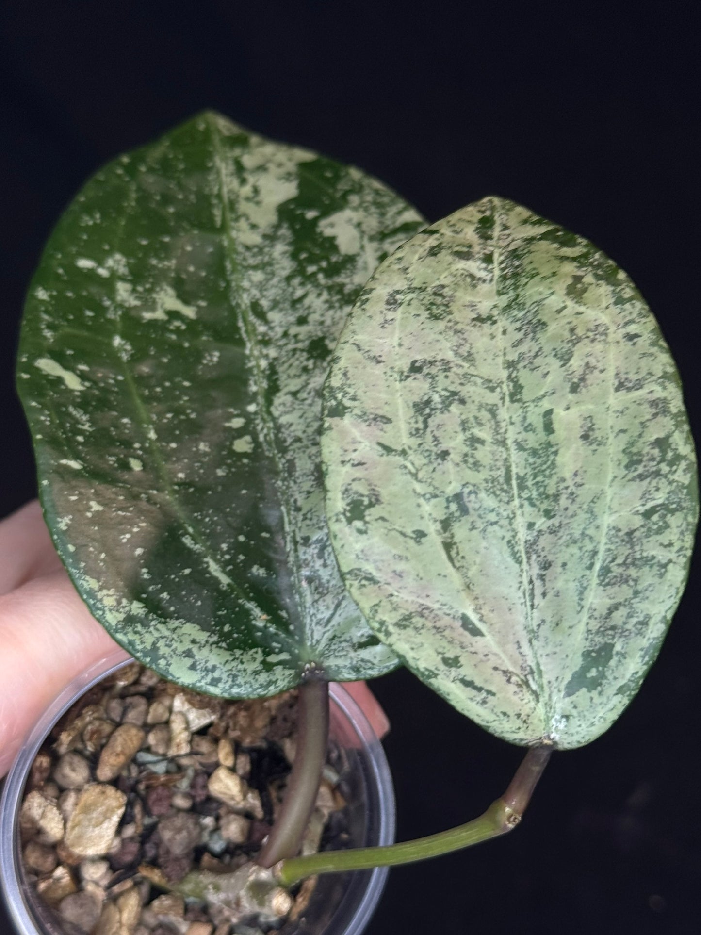 UNICORN🦄! Hoya latifolia ‘MRH’, nice silvery leaves, super rare (Upgrade Shipping is recommended)