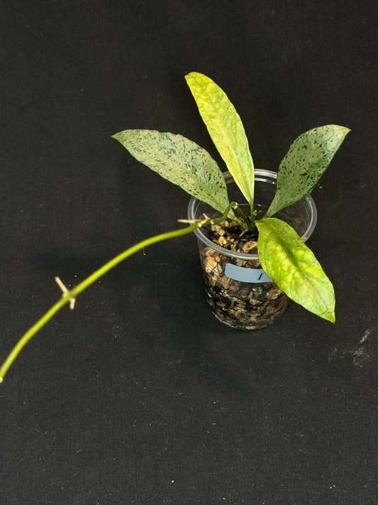 Hoya lacunosa winter pandora (#1), special