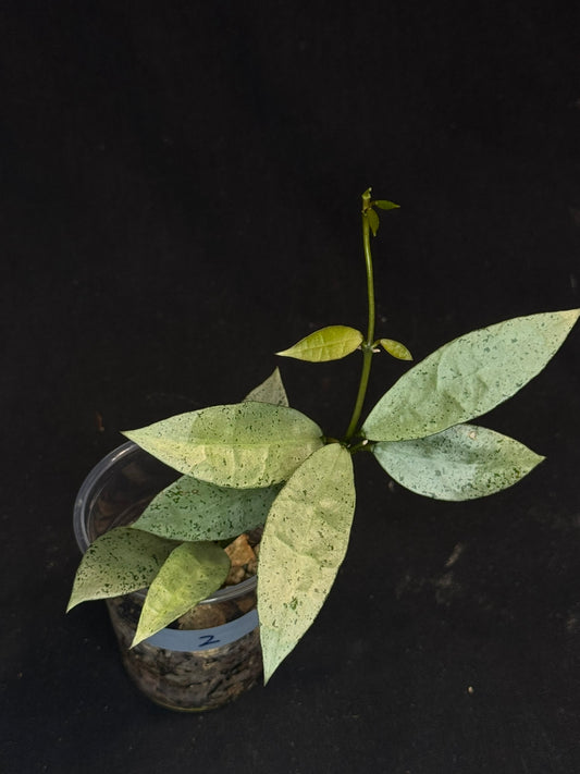 Hoya lacunosa winter pandora (#2), special