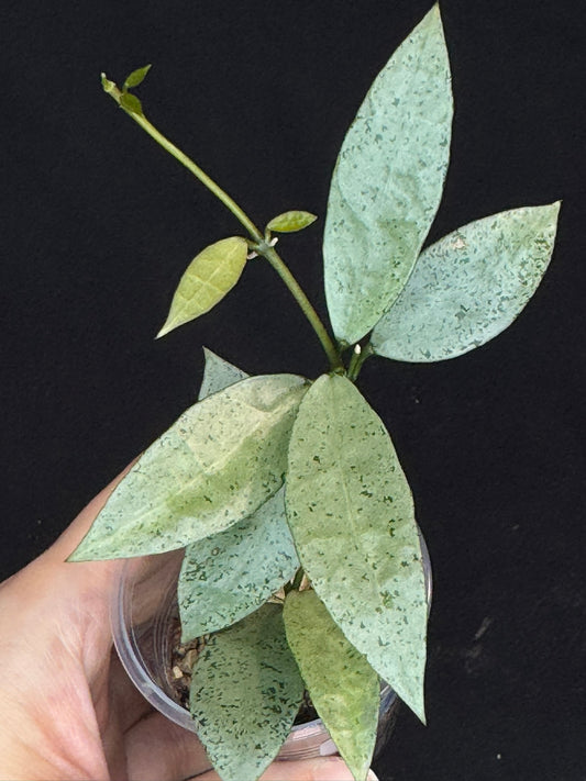 Hoya lacunosa winter pandora (#2), special