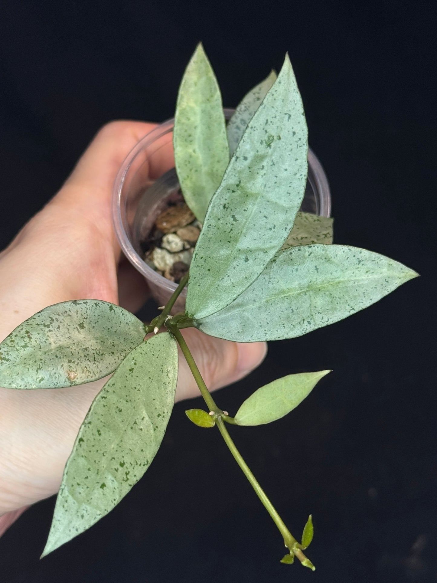 Hoya lacunosa winter pandora (#2), special