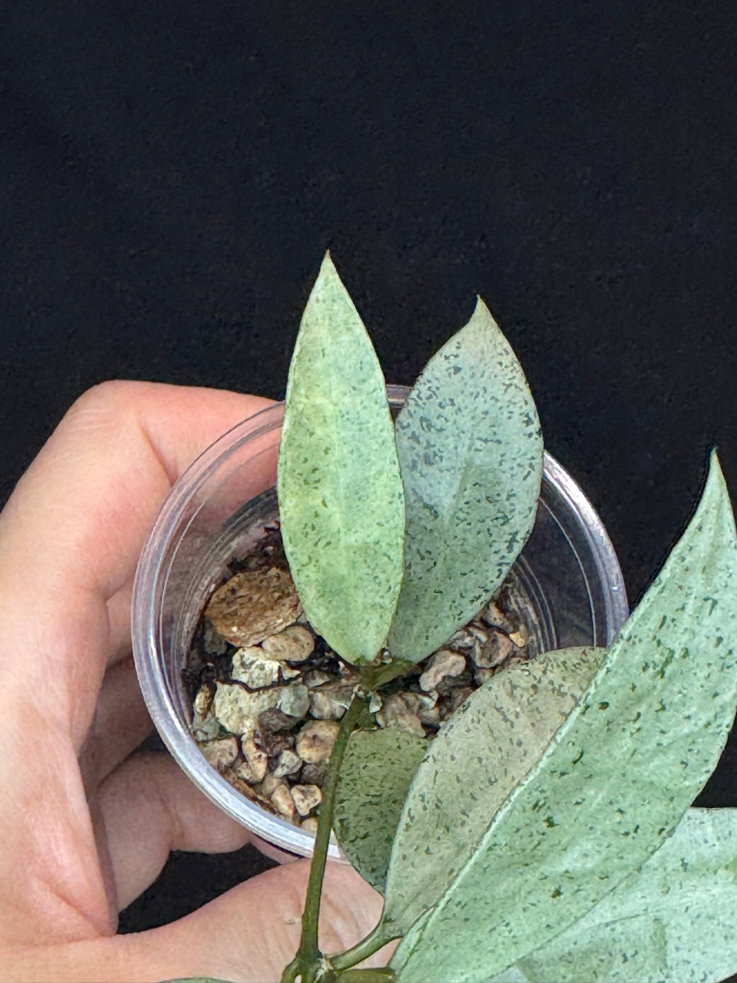 Hoya lacunosa winter pandora (#2), special