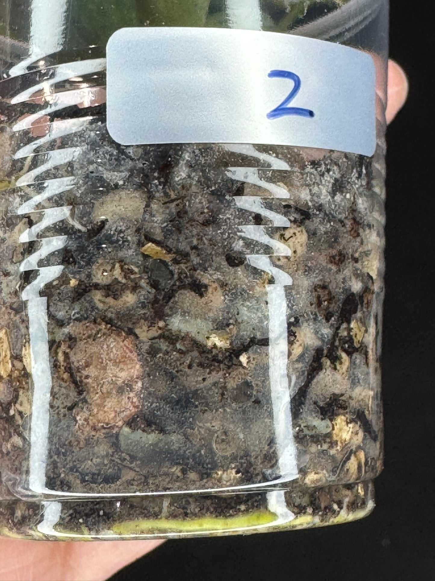 Hoya lacunosa winter pandora (#2), special