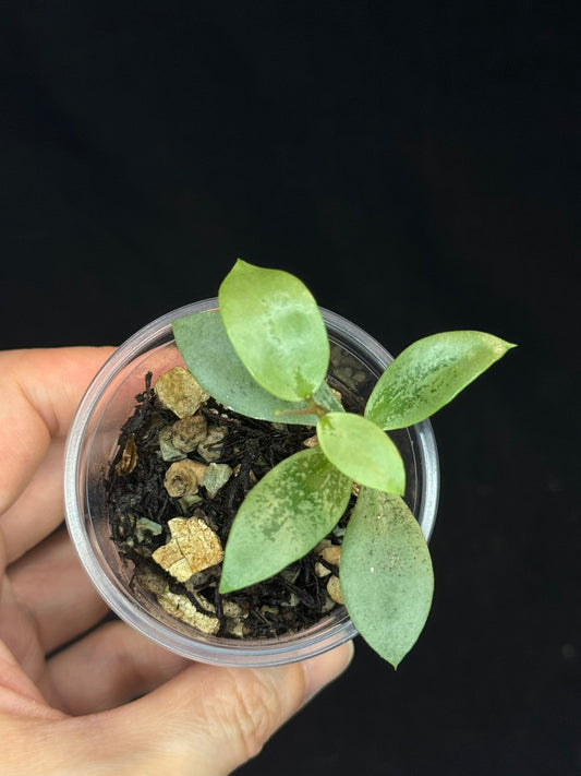 UNICORN🦄! Hoya sp Kalimantan Mini Coin silver, beautiful small leaves, rare