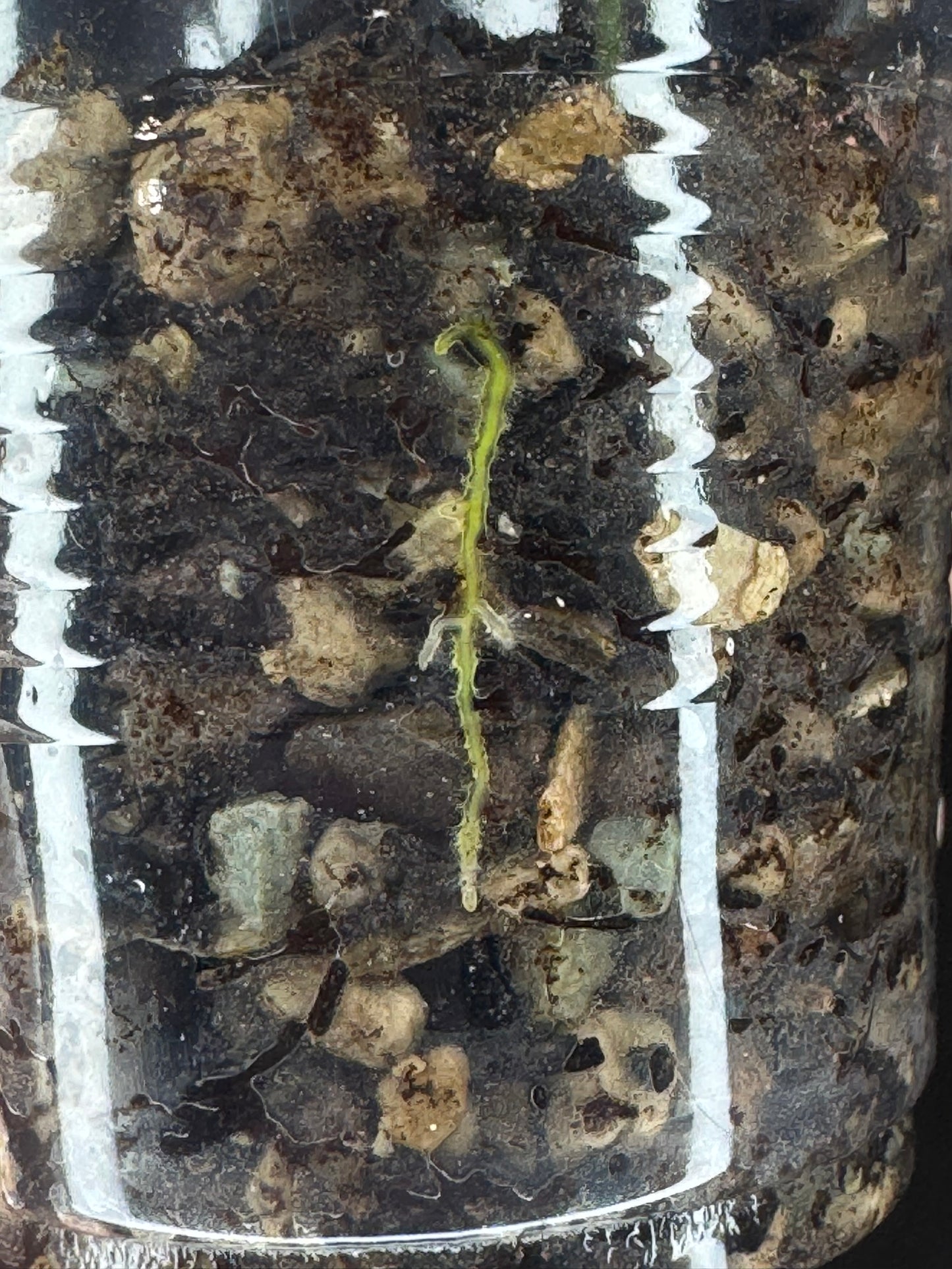 UNICORN🦄! Hoya sp Kalimantan Mini Coin silver, beautiful small leaves, rare