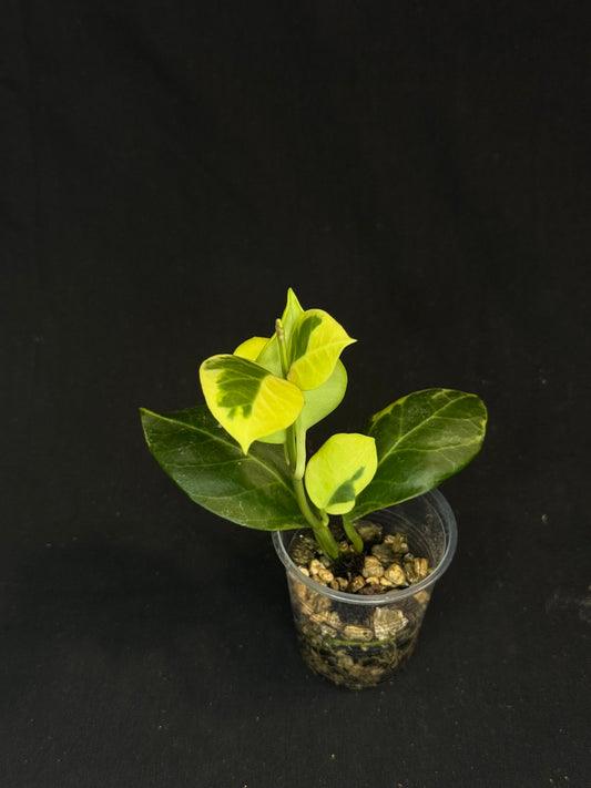 Hoya obscura albo, nice variegation