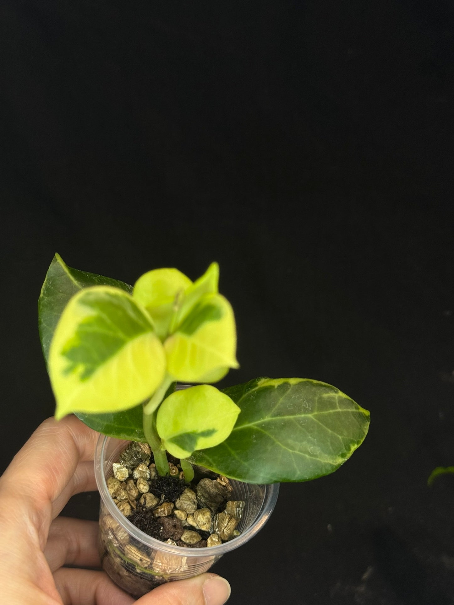 Hoya obscura albo, nice variegation