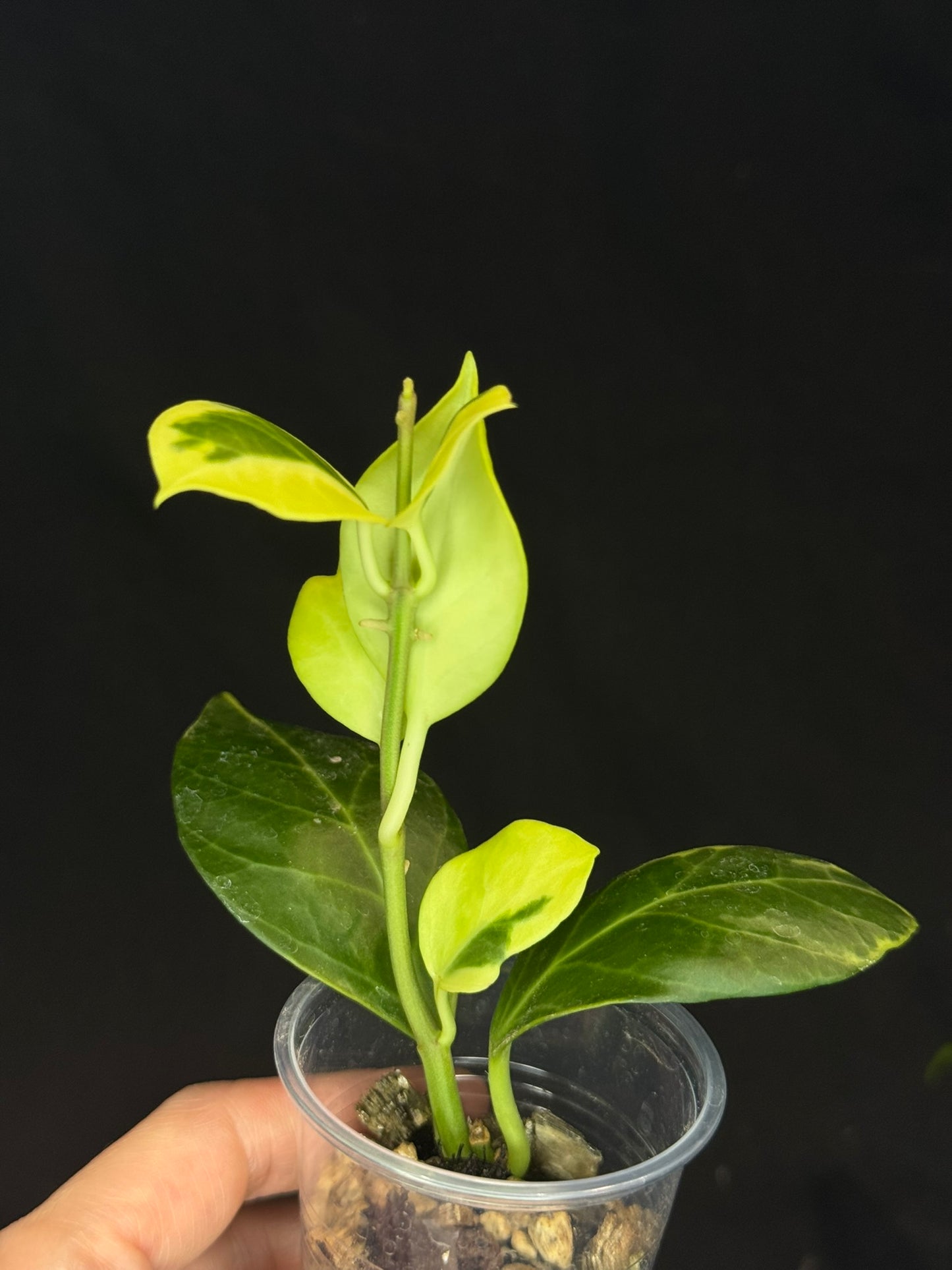 Hoya obscura albo, nice variegation