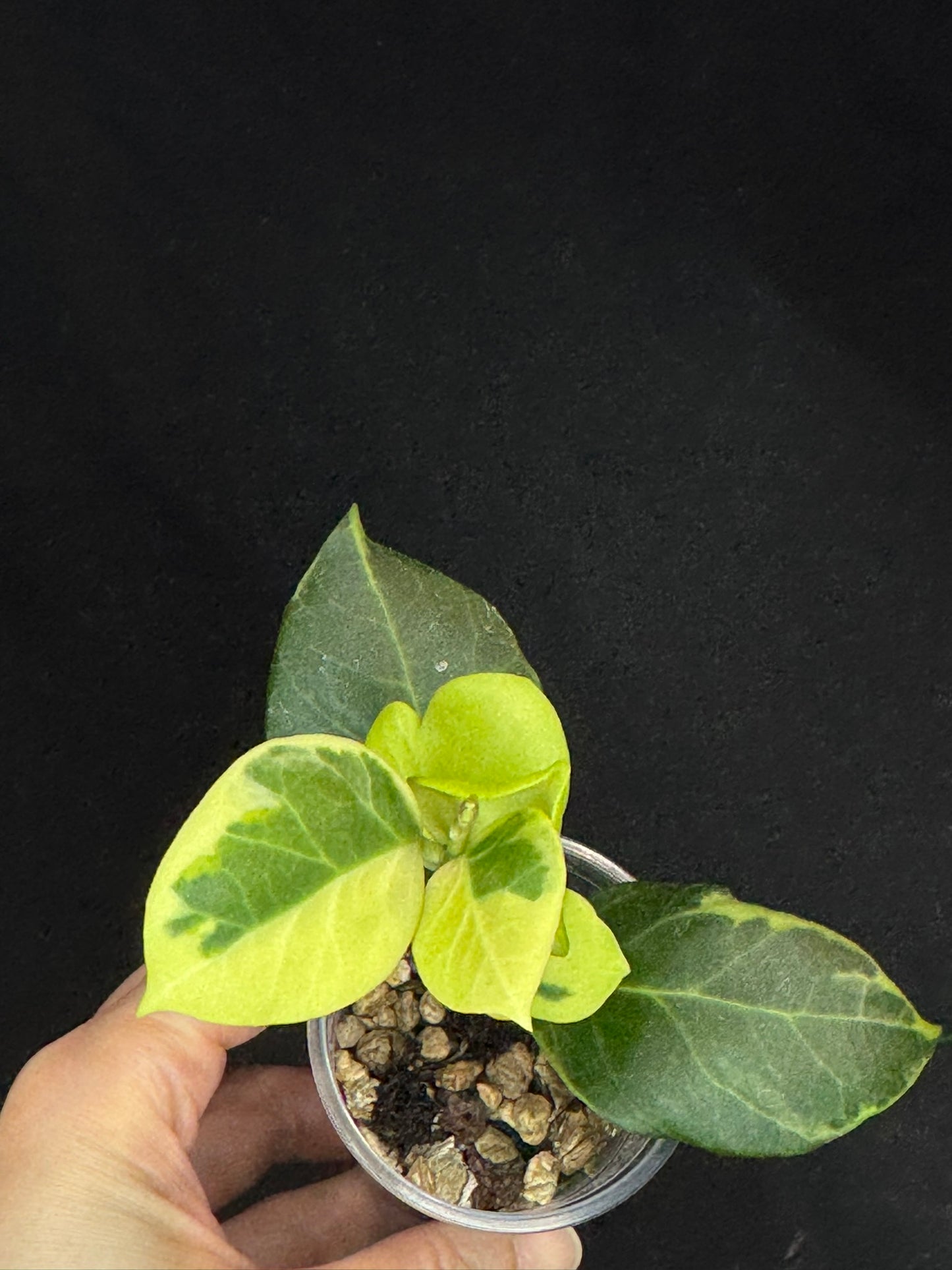 Hoya obscura albo, nice variegation