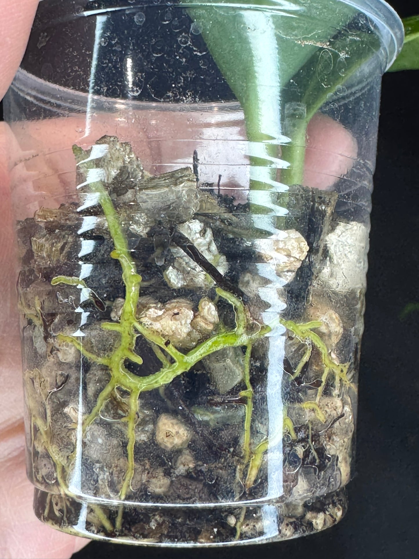 Hoya obscura albo, nice variegation