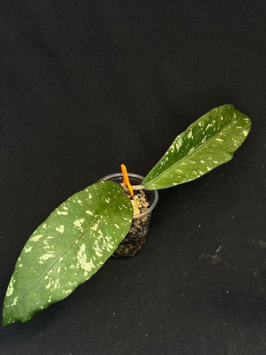 Hoya sp aceh splash, splashy big leaves