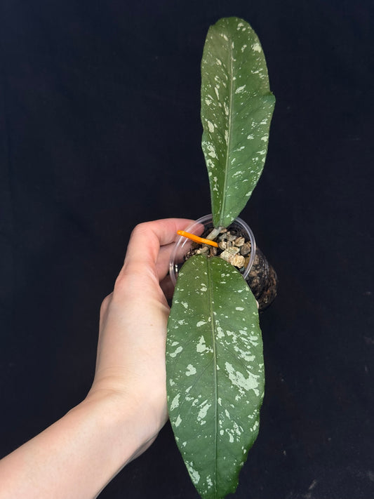 Hoya sp aceh splash, splashy big leaves