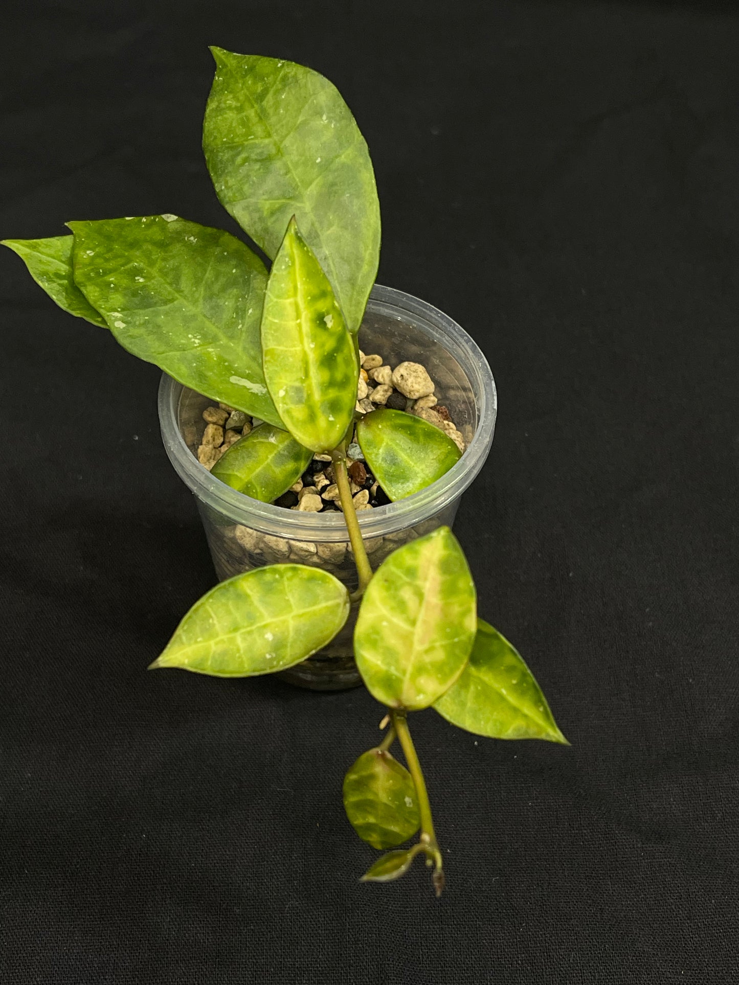 Hoya Lacunosa Amarillo,yellow leaf markings, maturing to glossy green over time, special