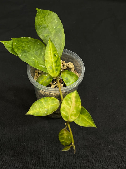 Hoya Lacunosa Amarillo,yellow leaf markings, maturing to glossy green over time, special