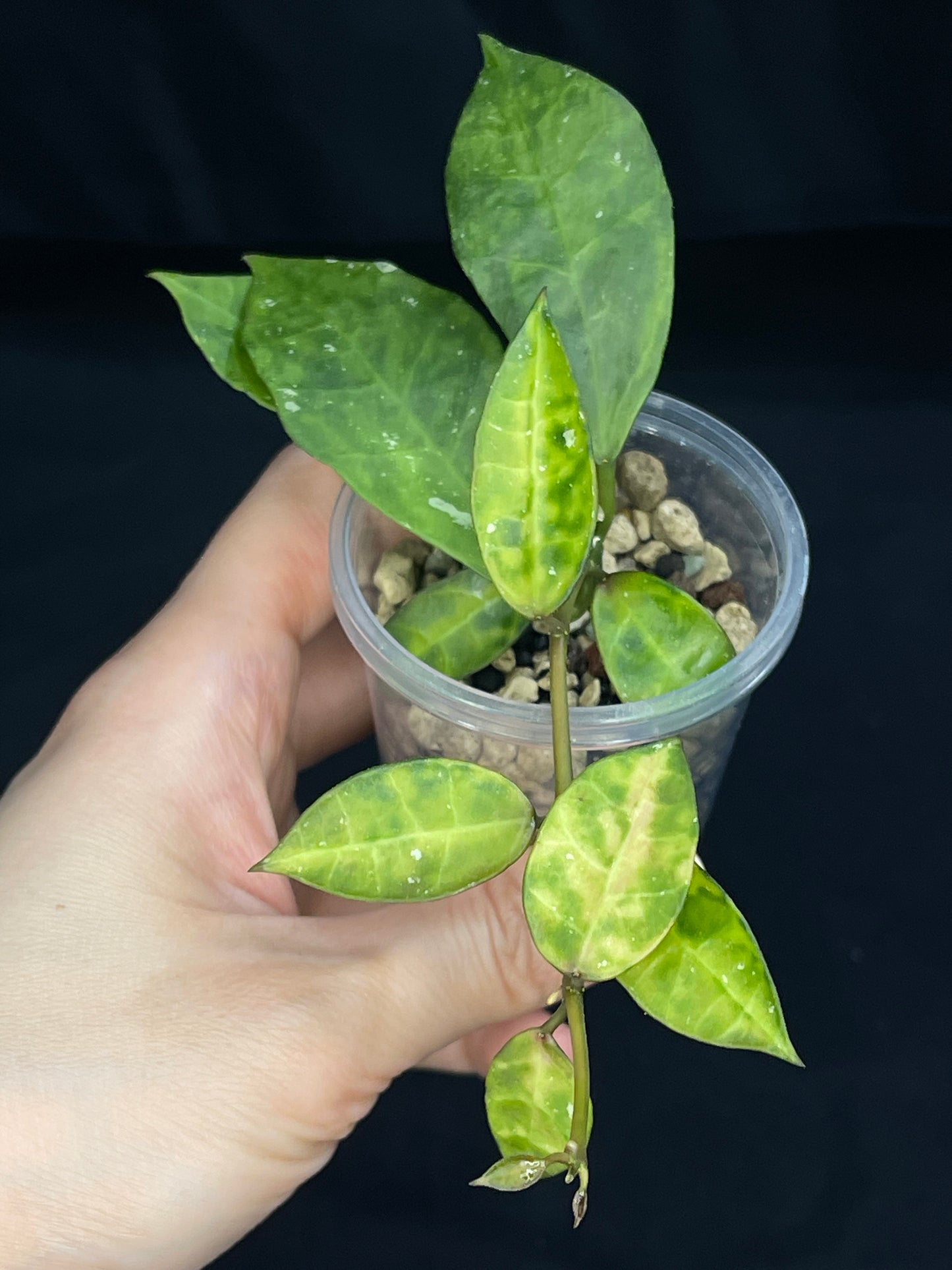 Hoya Lacunosa Amarillo,yellow leaf markings, maturing to glossy green over time, special