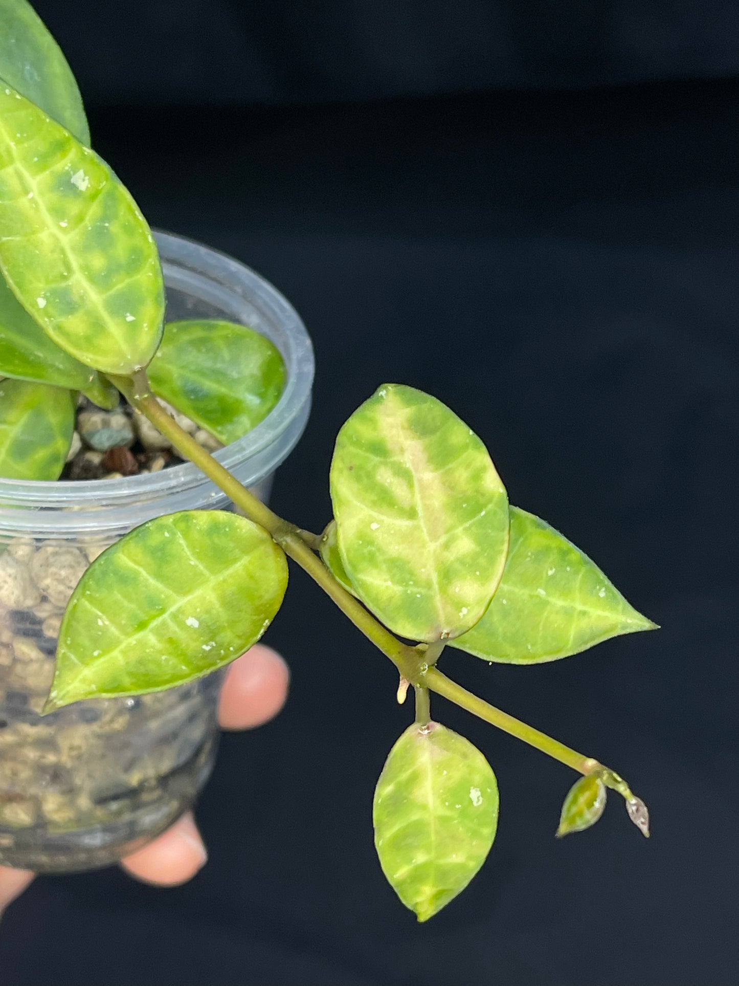 Hoya Lacunosa Amarillo,yellow leaf markings, maturing to glossy green over time, special