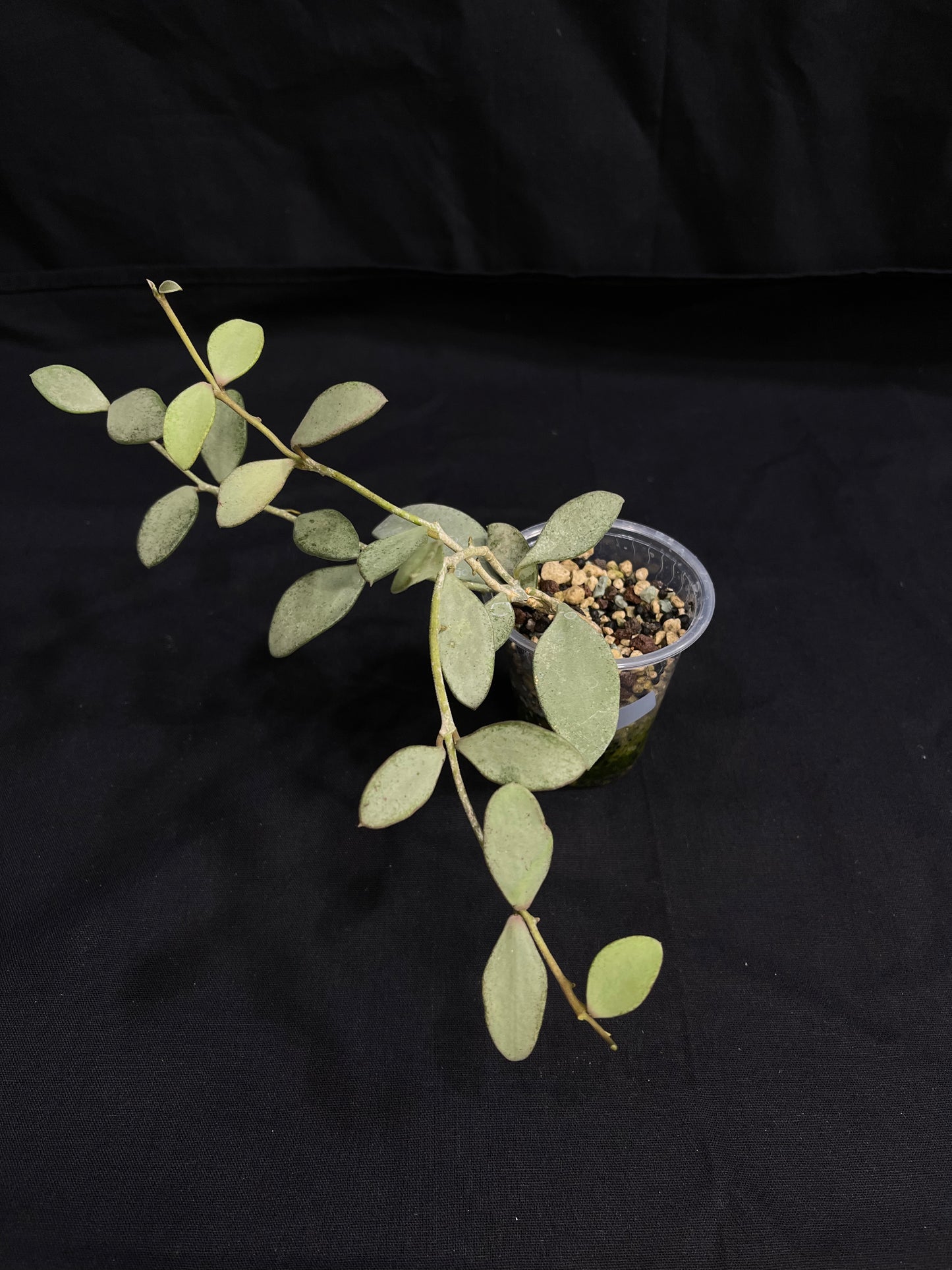 Hoya Nummularioides Silver, silver cute leaves (B)