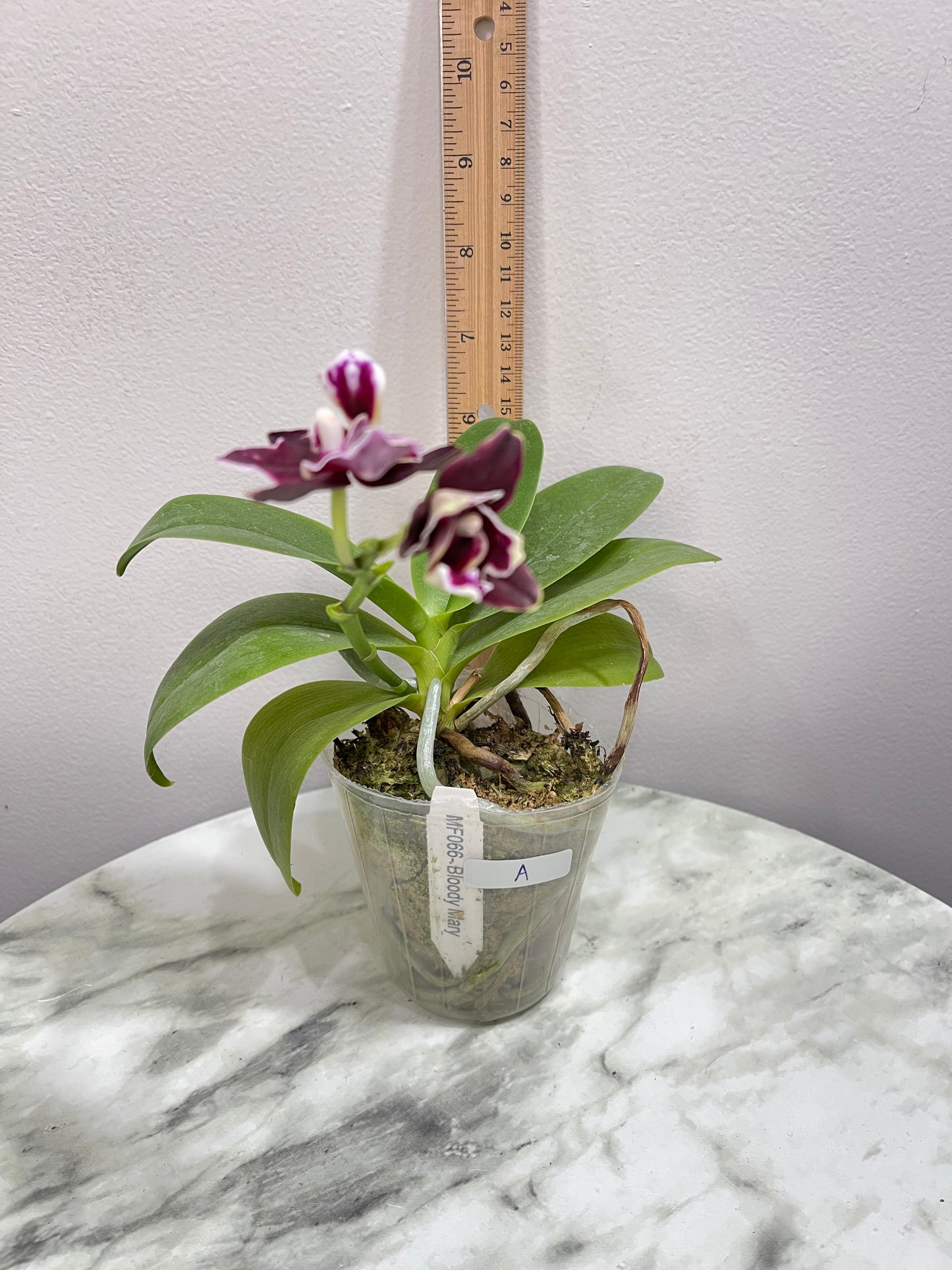 Exact Plant A: MainShow Orchid Phal Bloody Mary MF066 EXCLUSIVE BREEDING