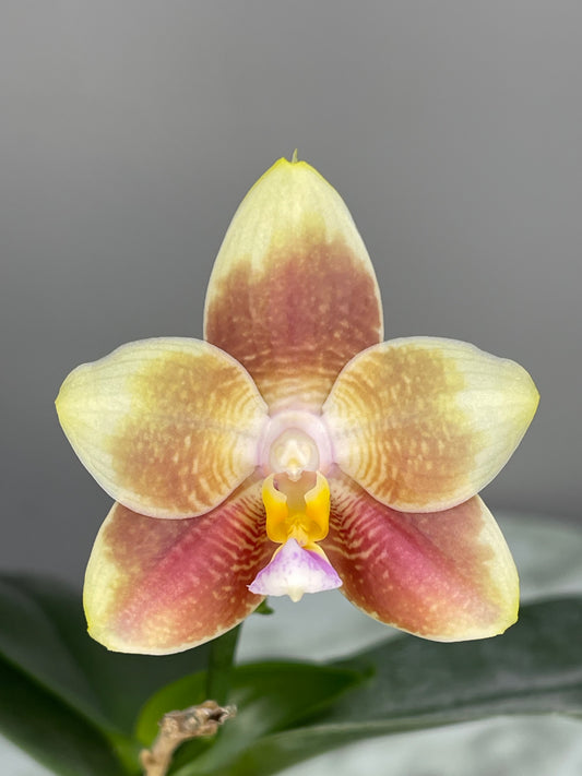Phal Yungho Gelb Canary Green Apple x Mituo Purple Dragon Blue spots, fragrant, beautiful colors