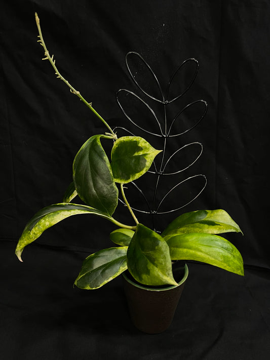 Hoya  incrassata albomarginata (A), nice variegation